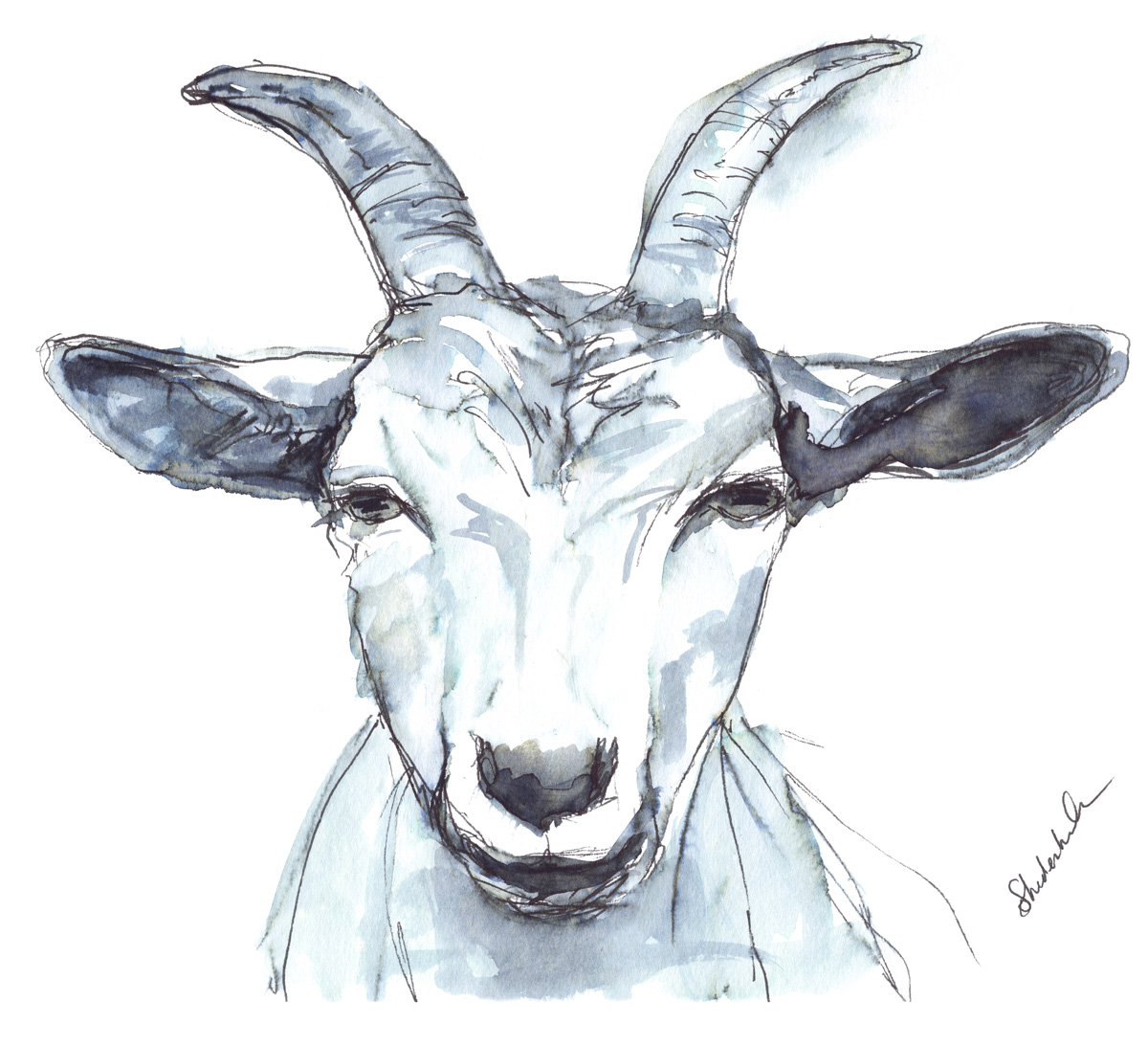 Kendra_Shedenhelm_PaintedWords_Watercolor_Goat-Front_LR.jpg