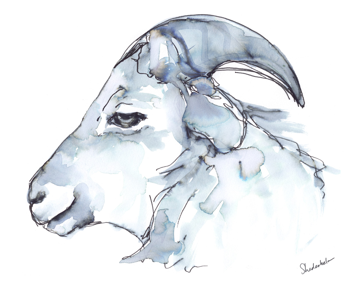 Kendra_Shedenhelm_PaintedWords_Watercolor_Goat-Profile_LR.jpg