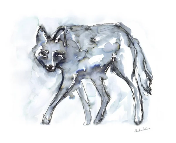 Coyote