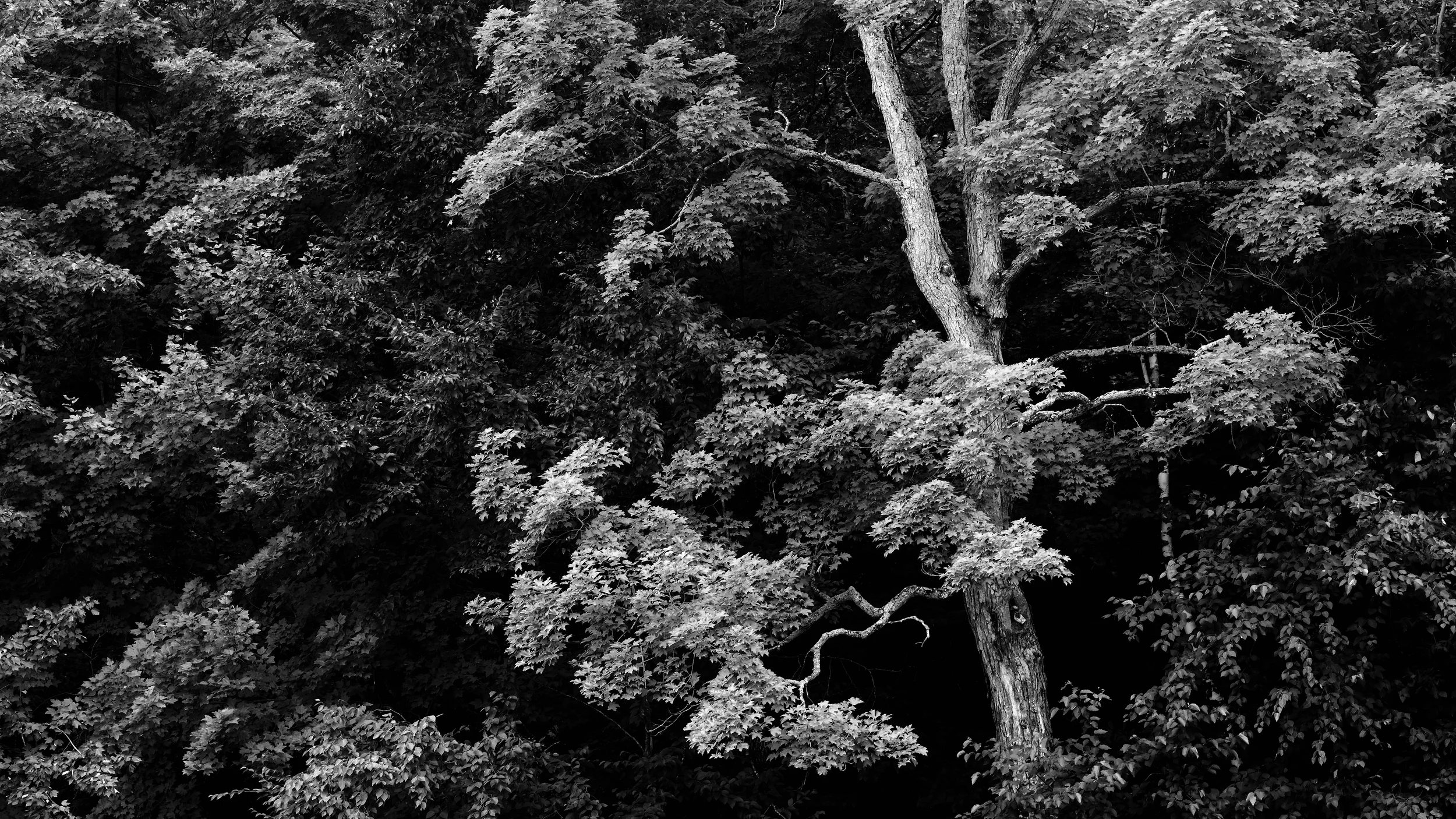 Top down. Fujifilm X-E1 with 56mm. ISO 800, 1/60 sec at f/5.6