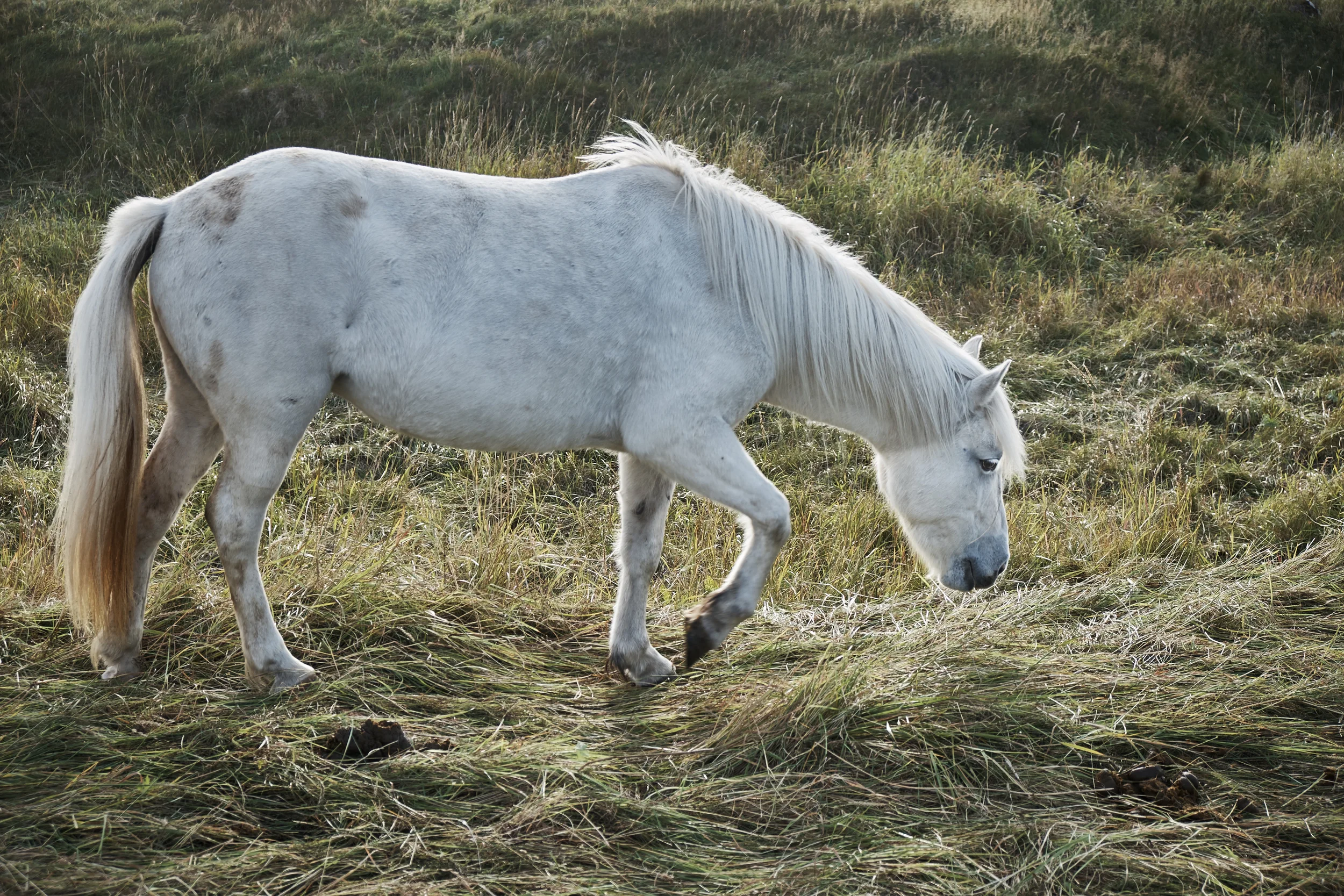 Icelandic pony, Hafnir