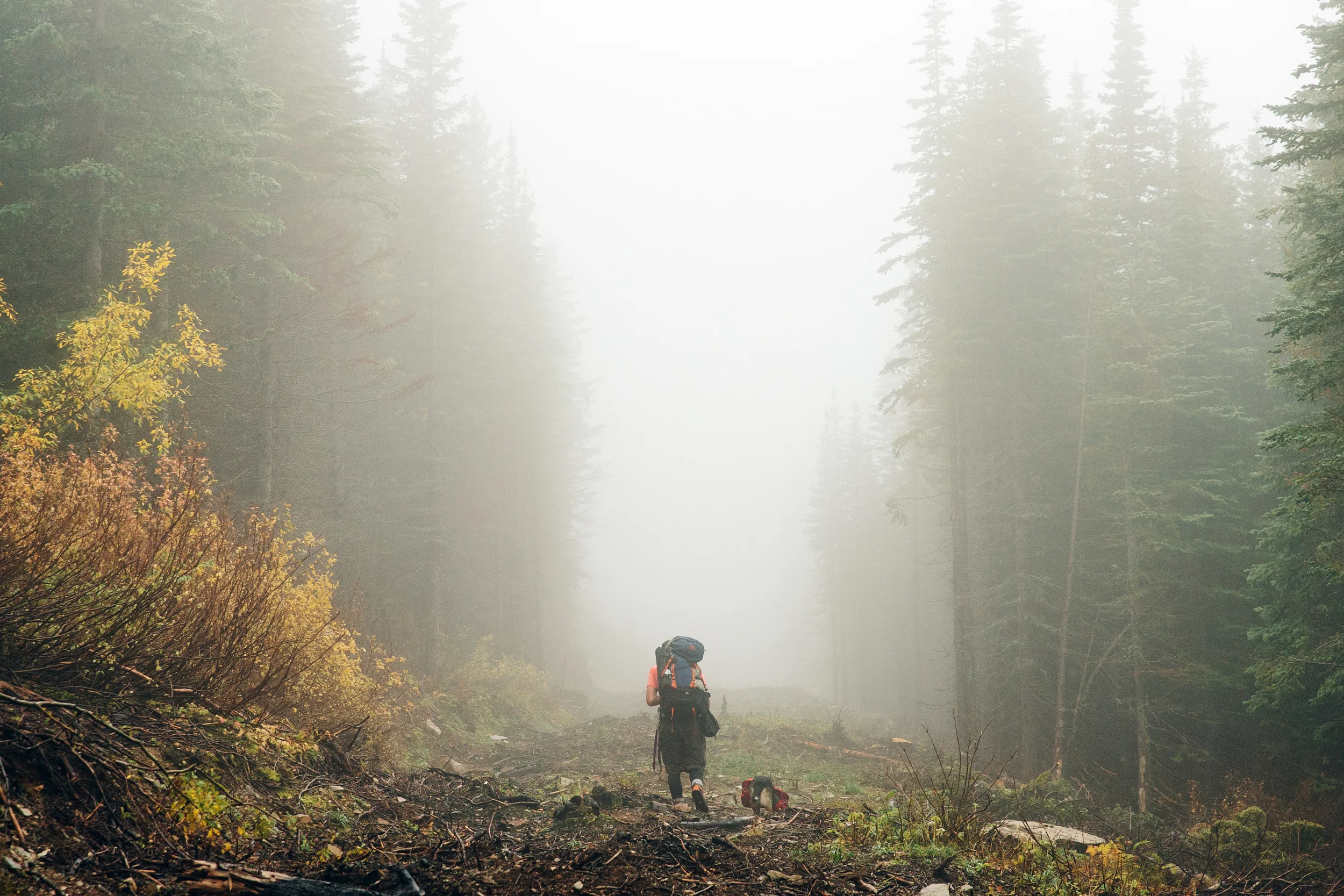 Print - Man's Best Friend