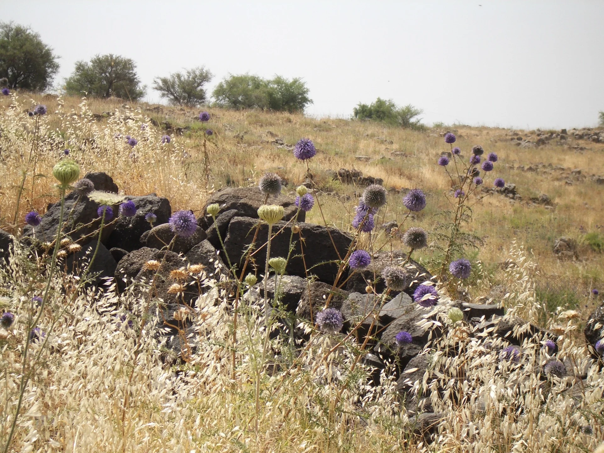Thistles in Tiberias.