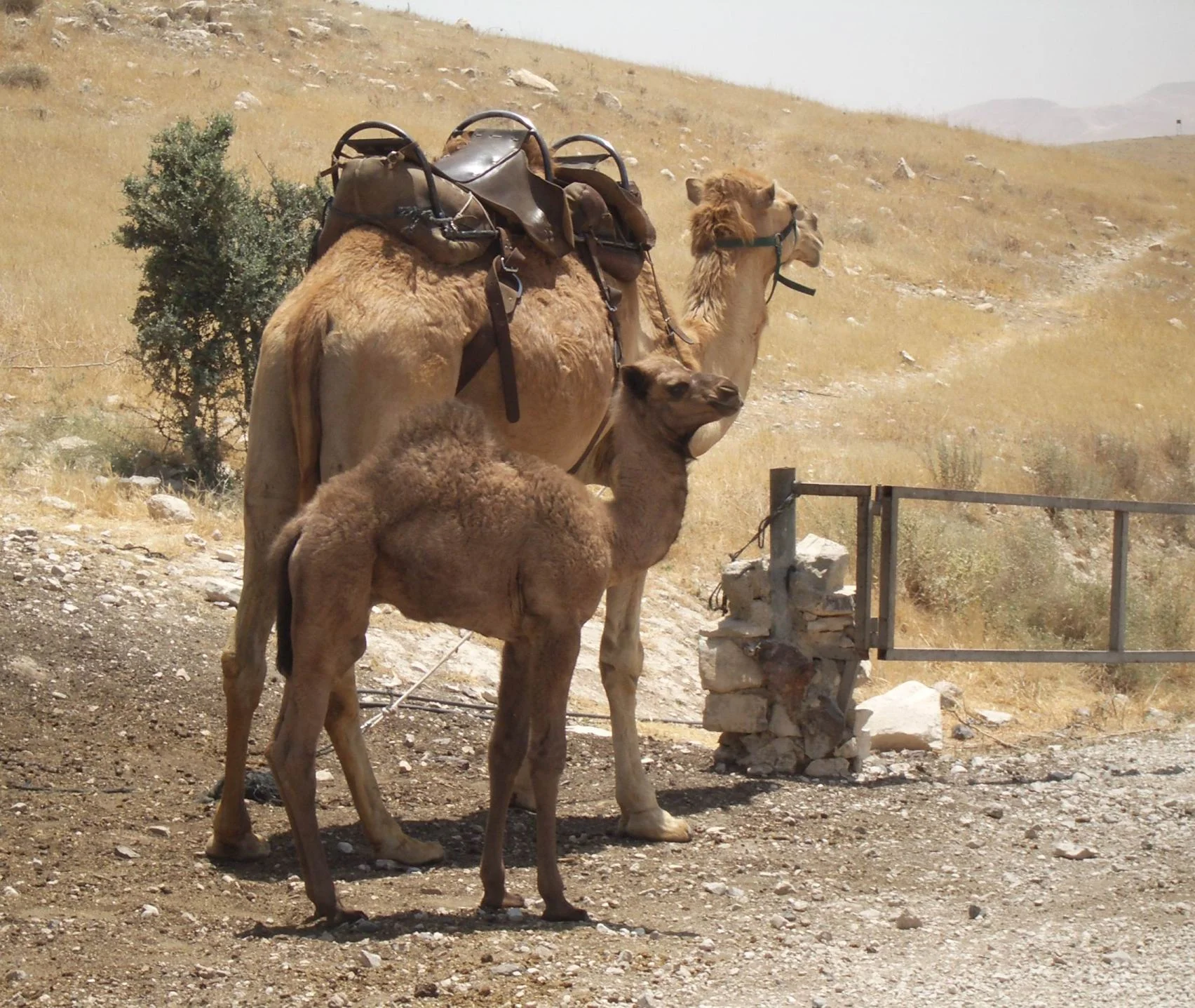 IMGP3231 Camels