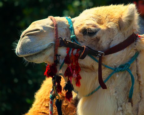 Camel rides for everyone!