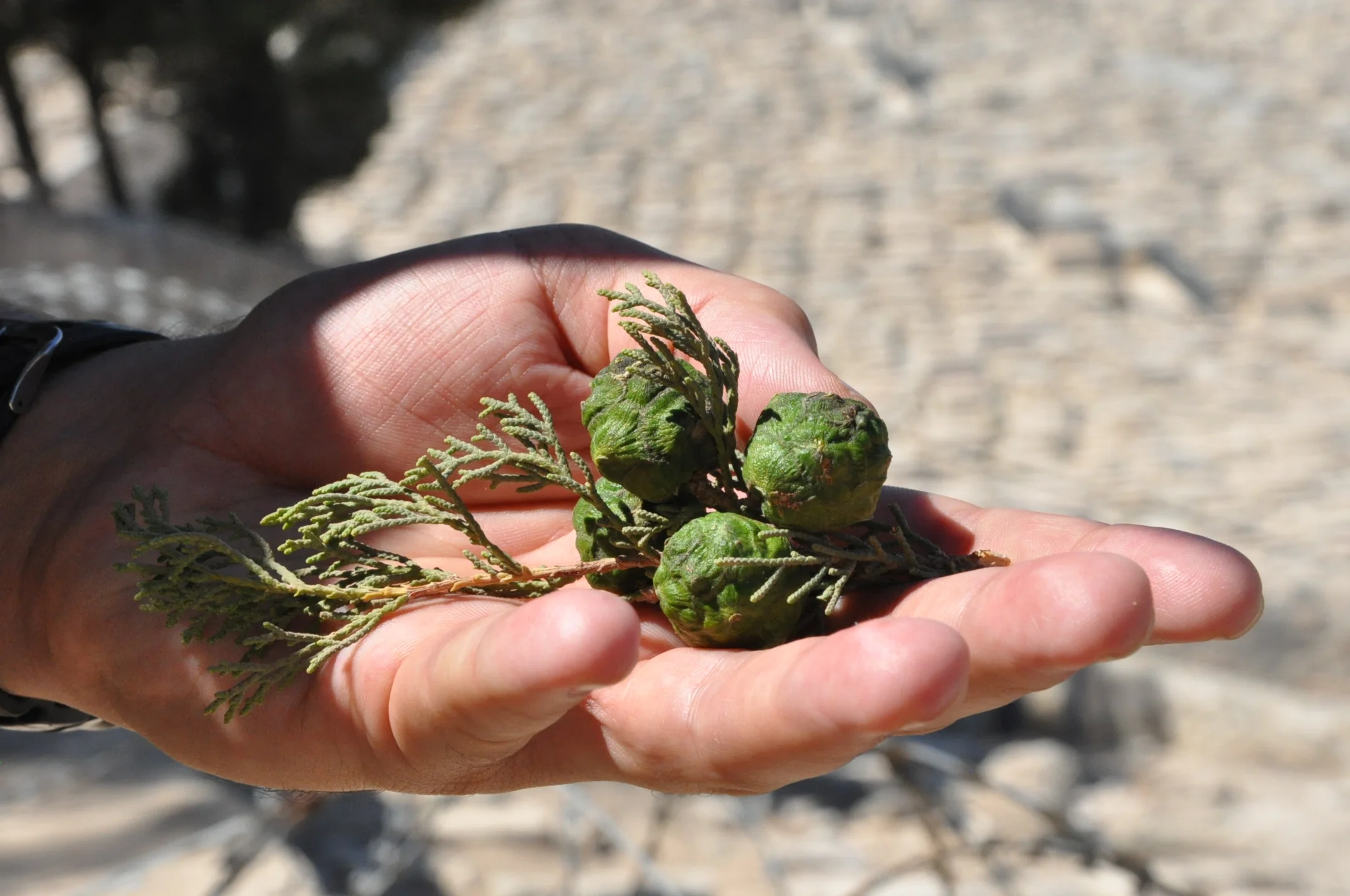 Seeds.jpg