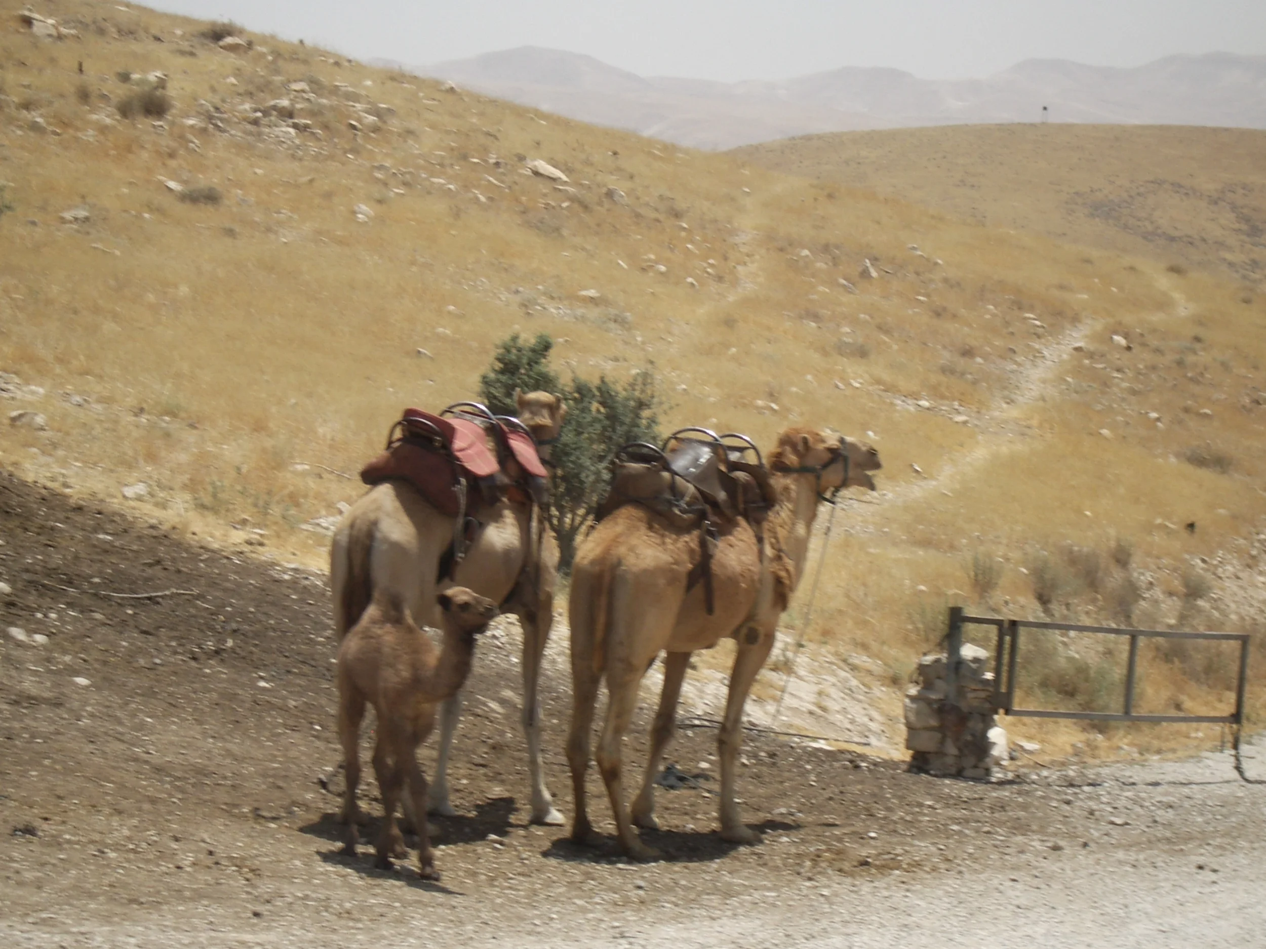 Camels in the Judean Desert
