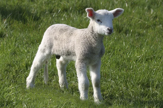 The Passover lamb must be a one-year old male and without blemish. Exodus 12:5