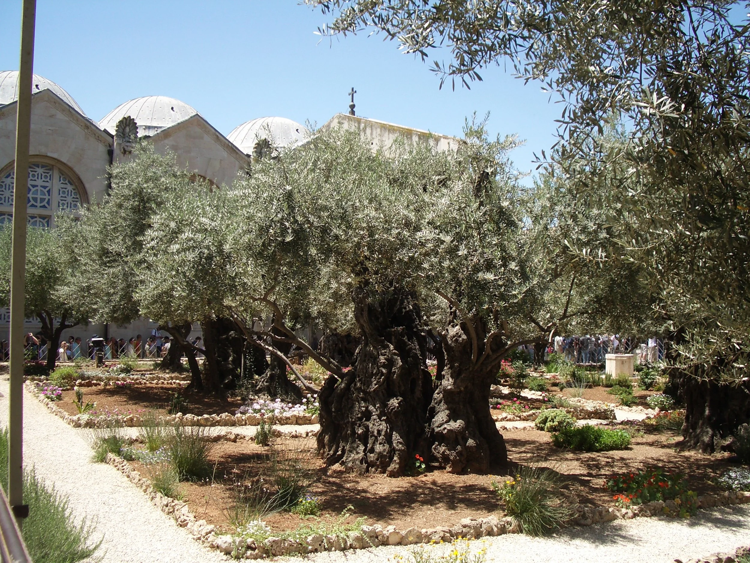 The Garden of Gethsemane