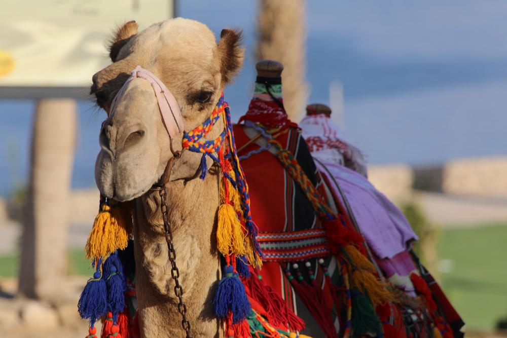 aa camel with colorful clothese.jpg