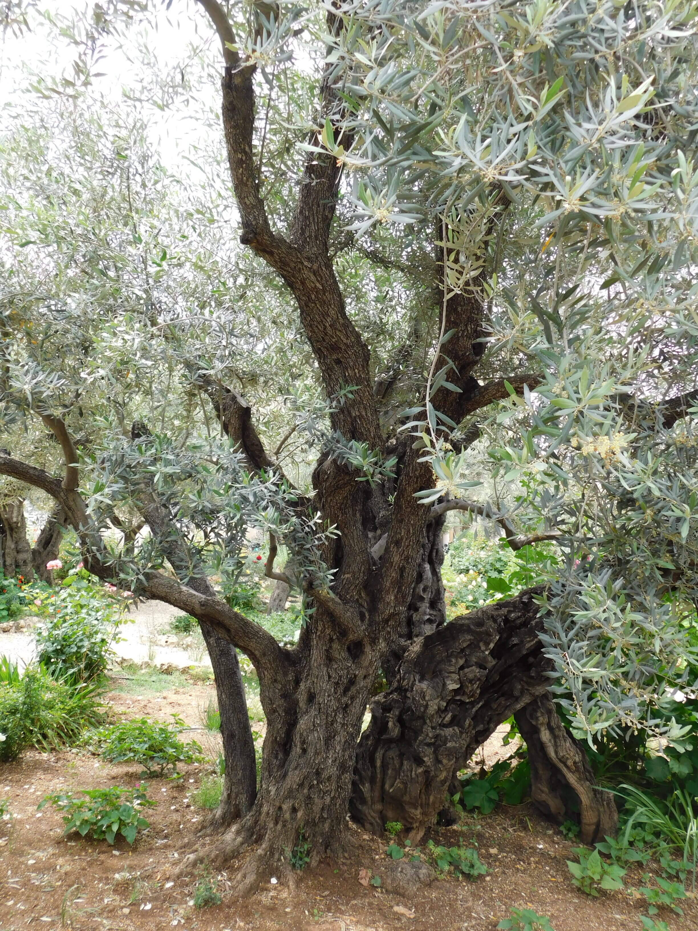  Olive tree in the Garden of Gethsemene 