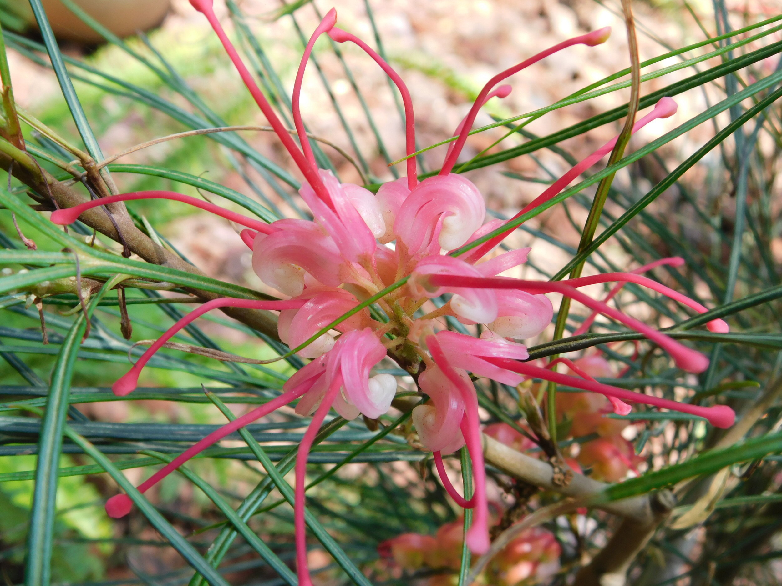  Beautiful flowers surround the garden tomb 