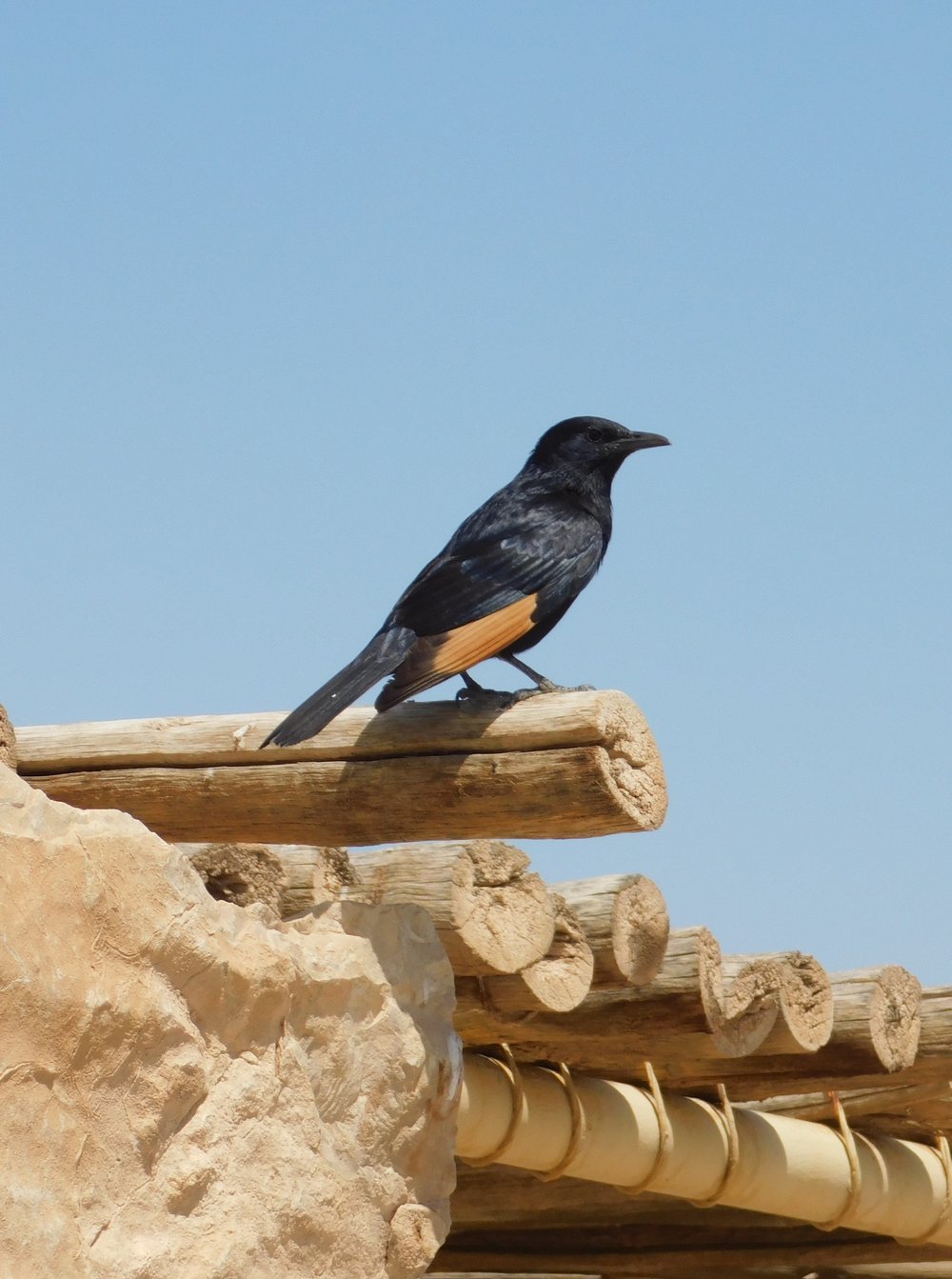 Bird at Masada.JPG