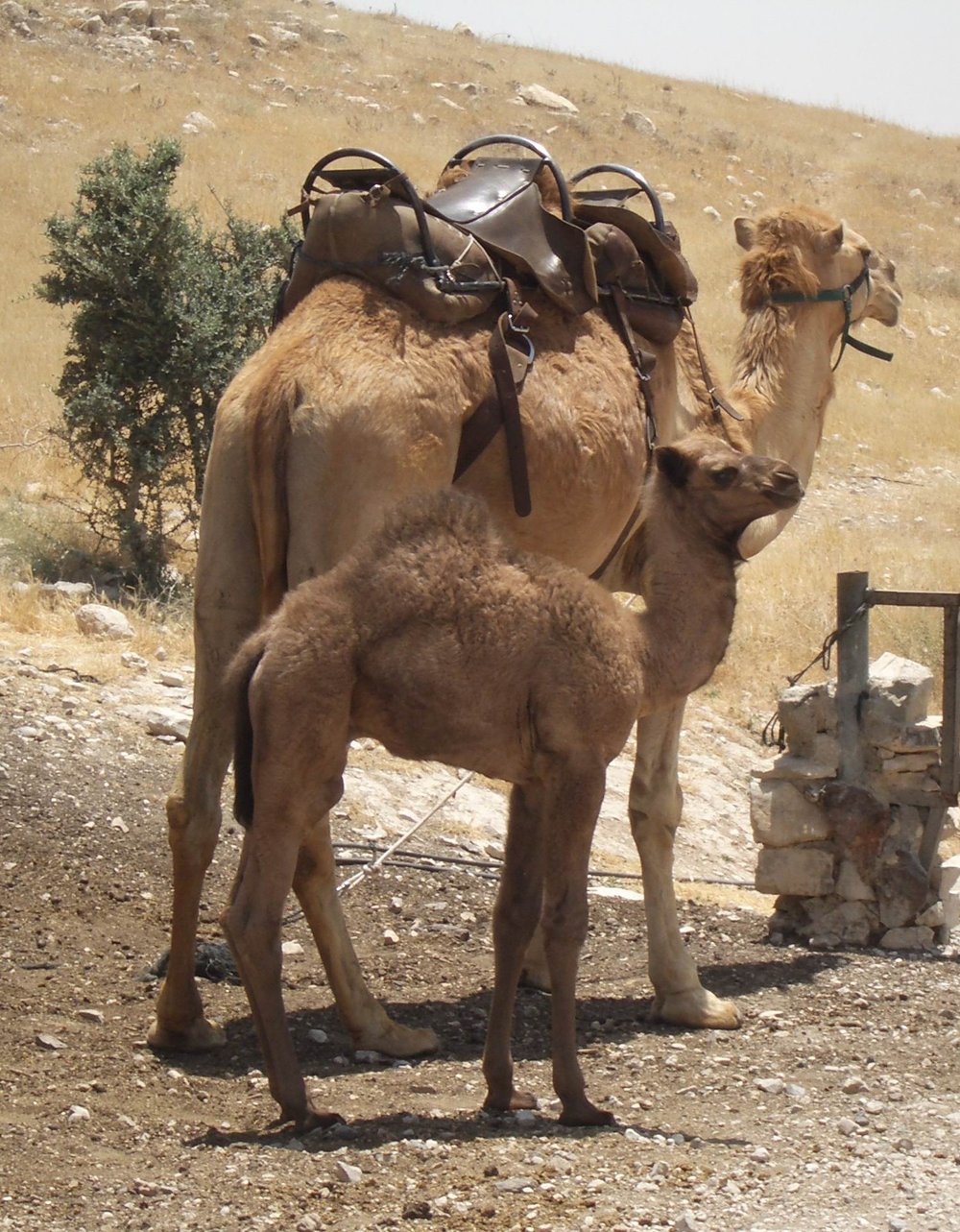 Camel 7.JPG
