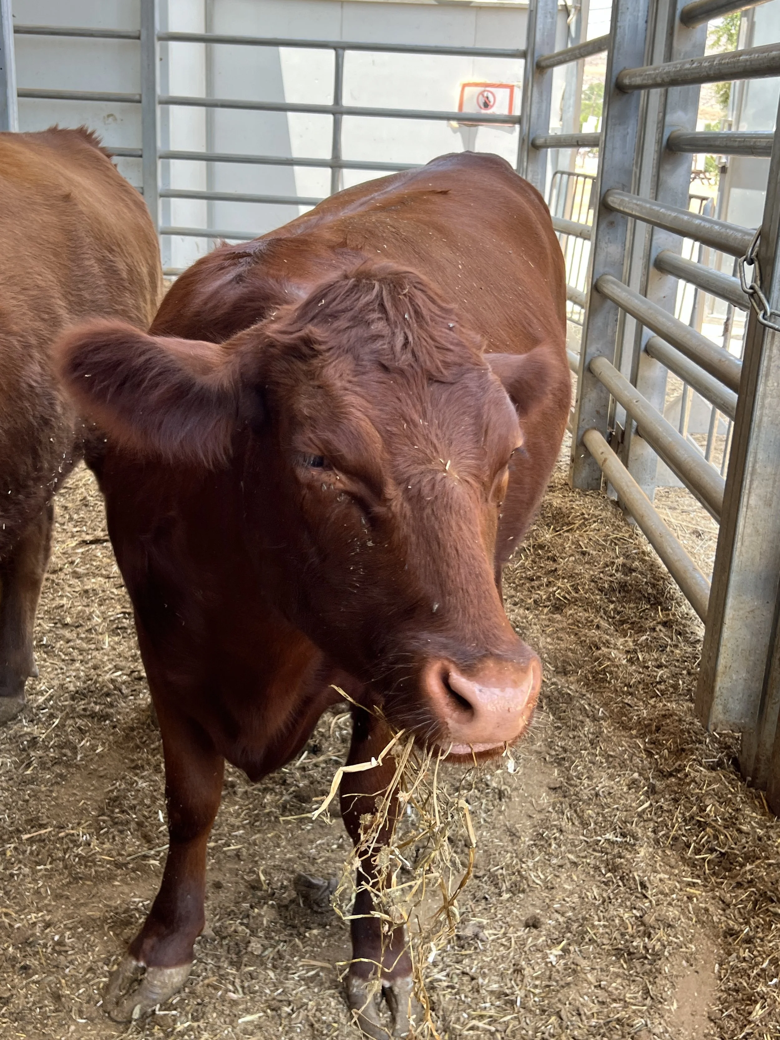 Red Heifers in Israel and the Hamas War--Are they Related? 
