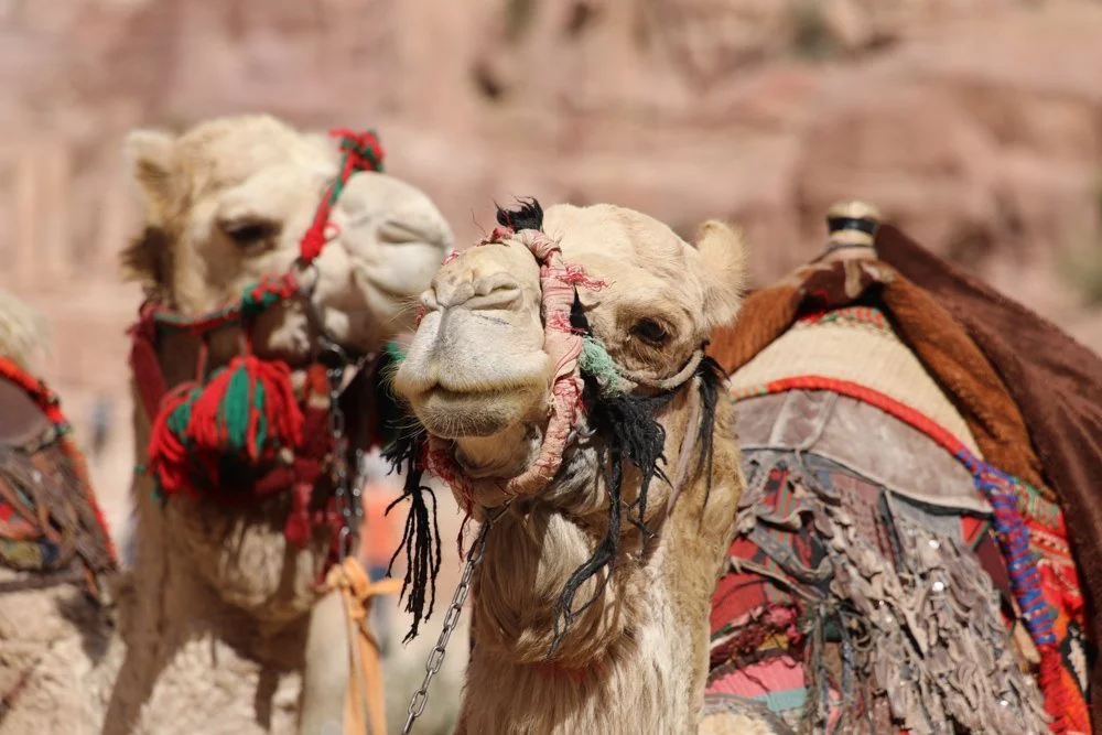 Israel Tour November 2026 Price Reduction!