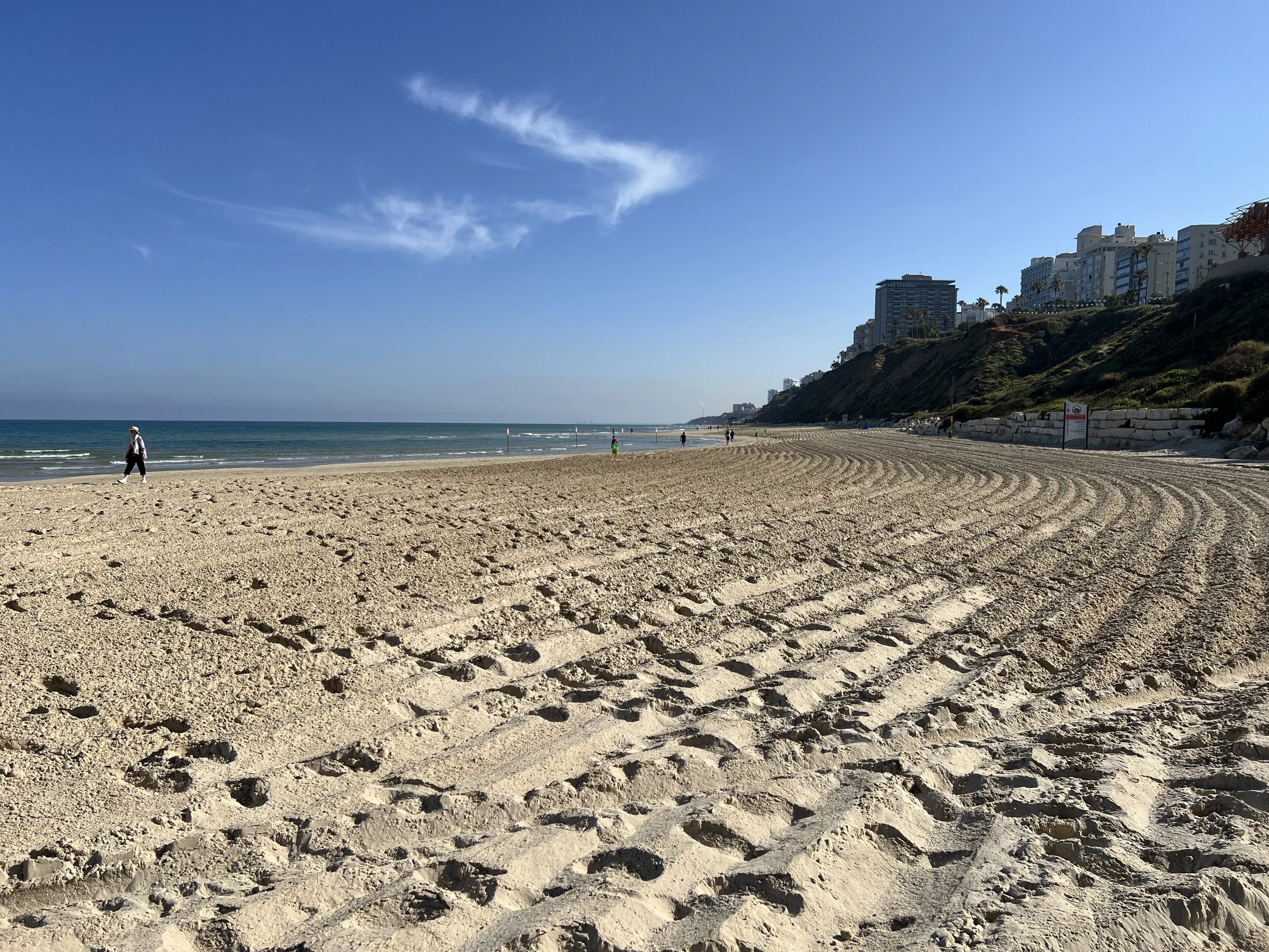 Jellyfish Found at Herzl Beach in Israel