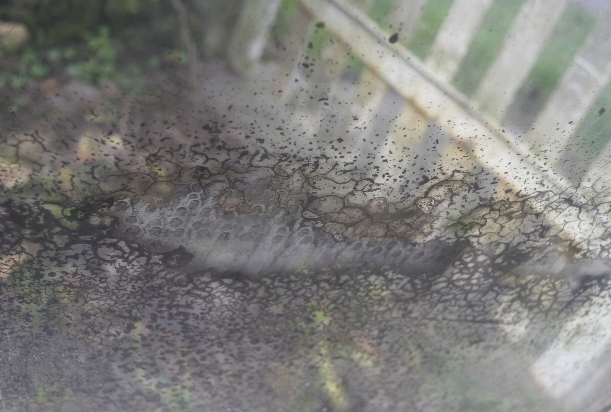 Picturing a Heavenly Gate, photograph, 28 February 2015 Copyright © Tennyson Woodbridge, 1963 to present