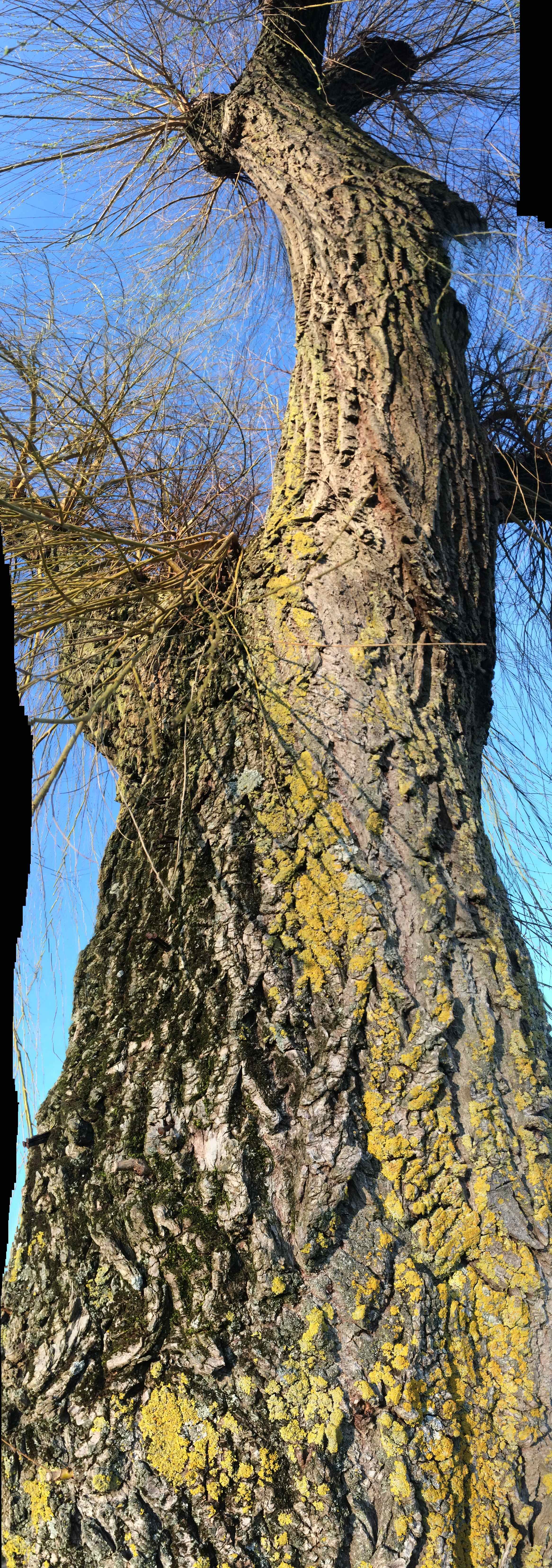 Root Matter (Le Port)_5 Photograph, 8 Mars 2015 ; copyright © Tennyson Woodbridge, 1963 to present