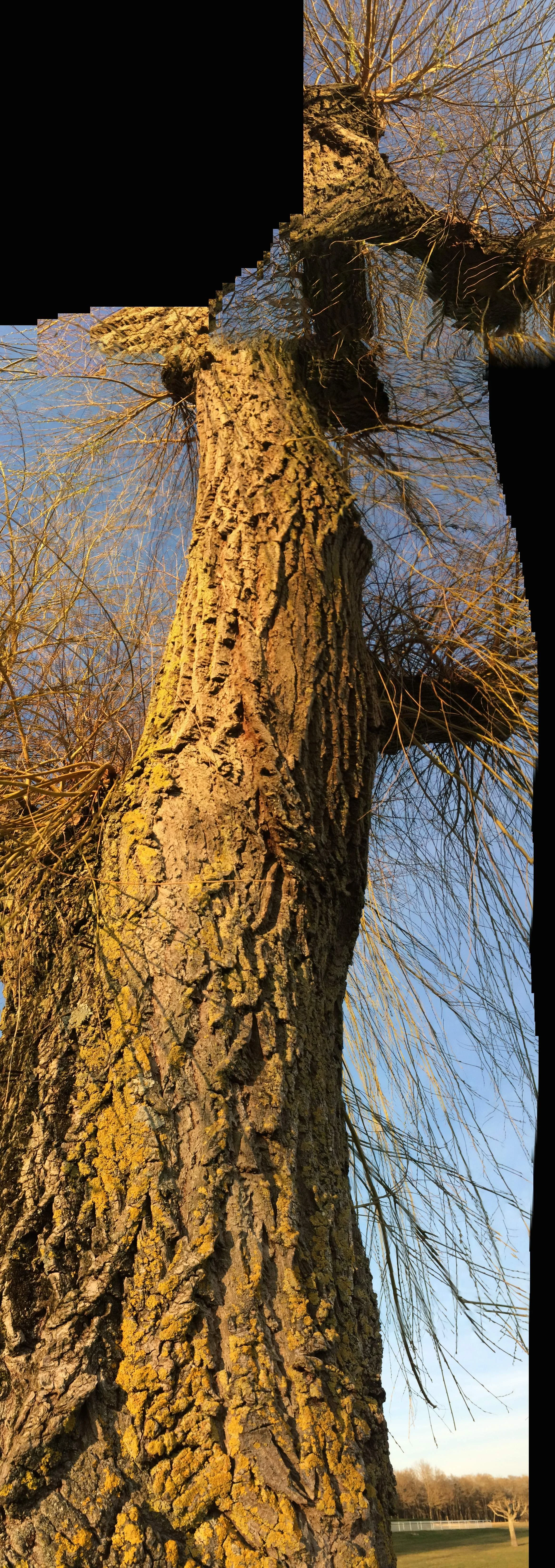 Root Matter (Le Port)_6 Photograph, 8 Mars 2015 ; copyright © Tennyson Woodbridge, 1963 to present