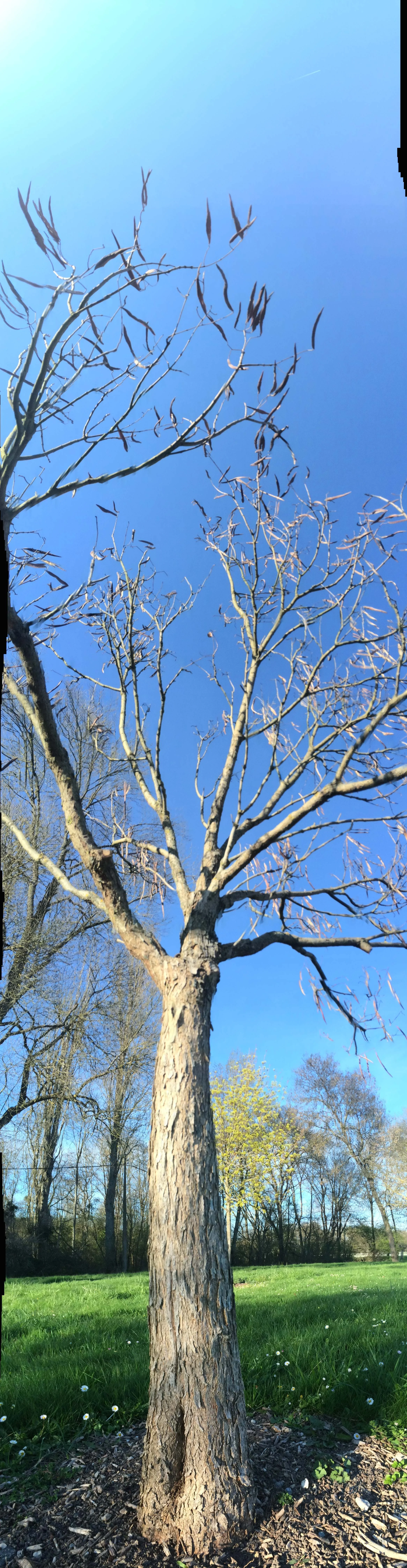 Le Cher_Avril_10 Photograph, 7 Avril 2015 ; copyright © Tennyson Woodbridge, 1963 to present