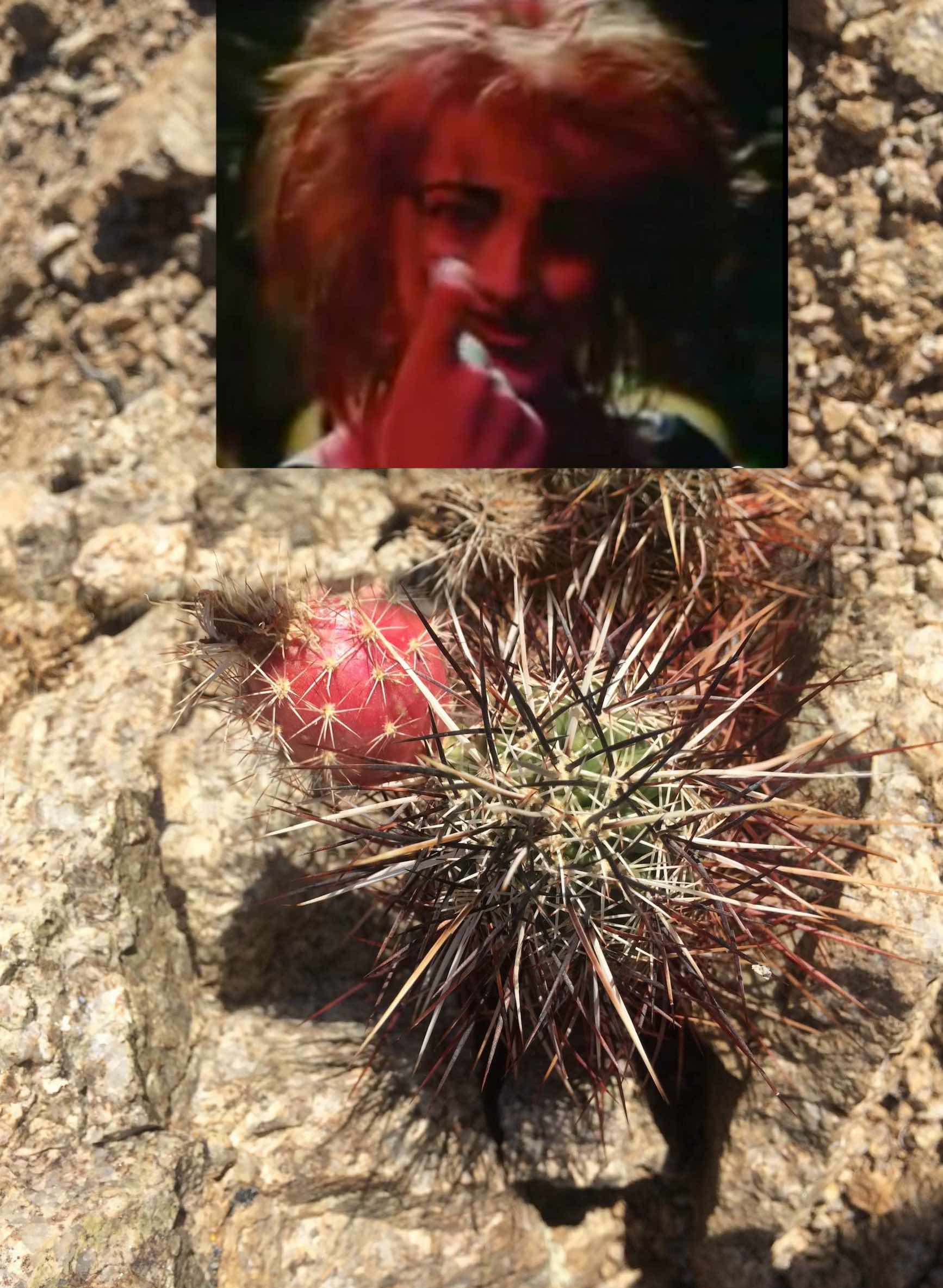 Der Hagenbloom 2015; Digital assembly; copyright © Tennyson Woodbridge, 1963 to present. All appropriation rights reserved