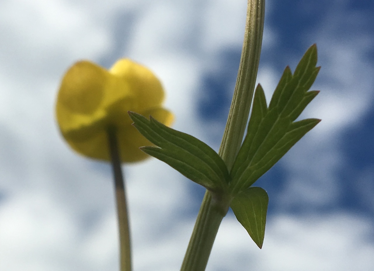 Västerbotten Photograph, 23 June, 2016 Copyright © Tennyson Woodbridge, 1963 to present