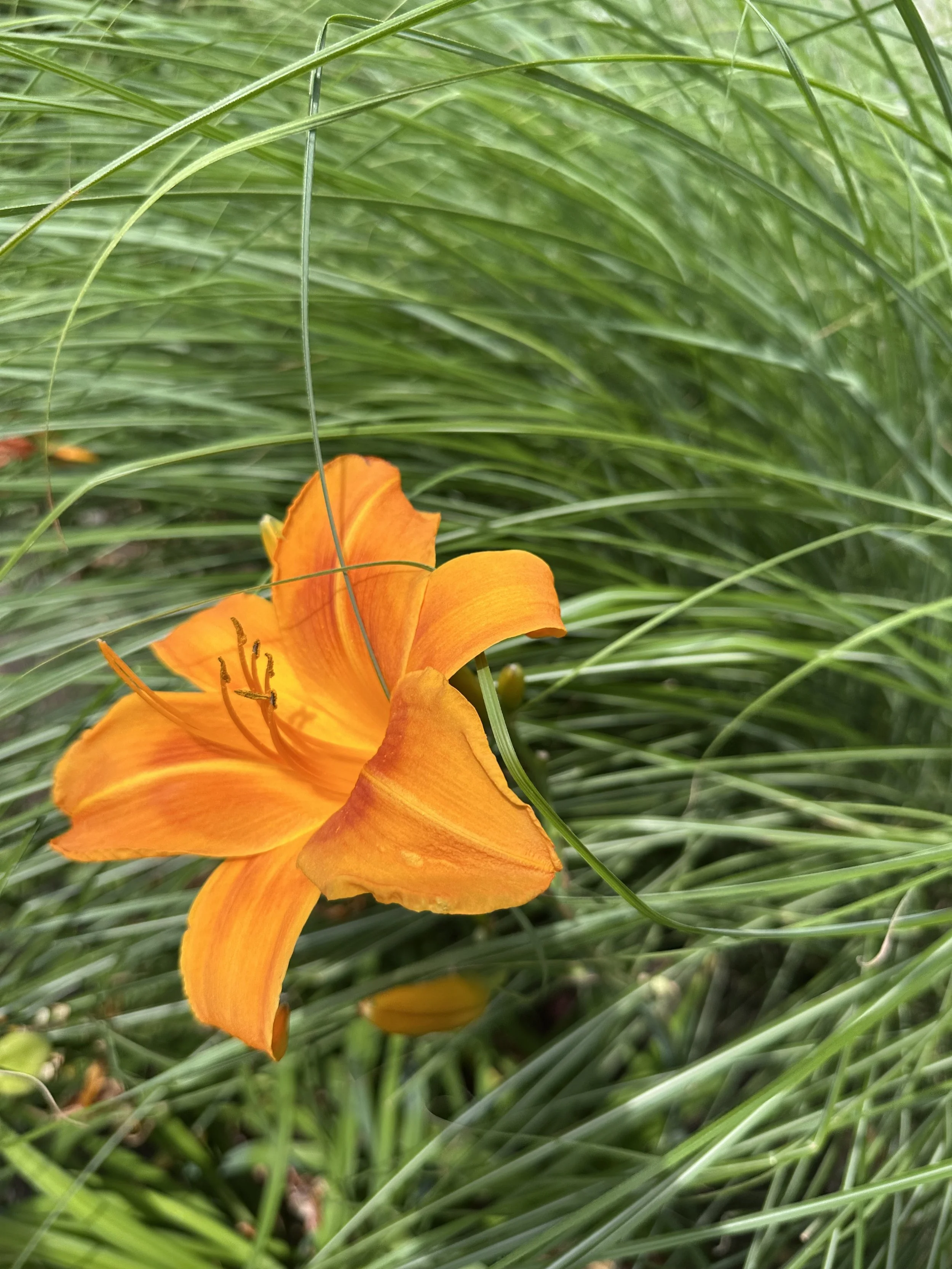 IMG_0087.jpeg