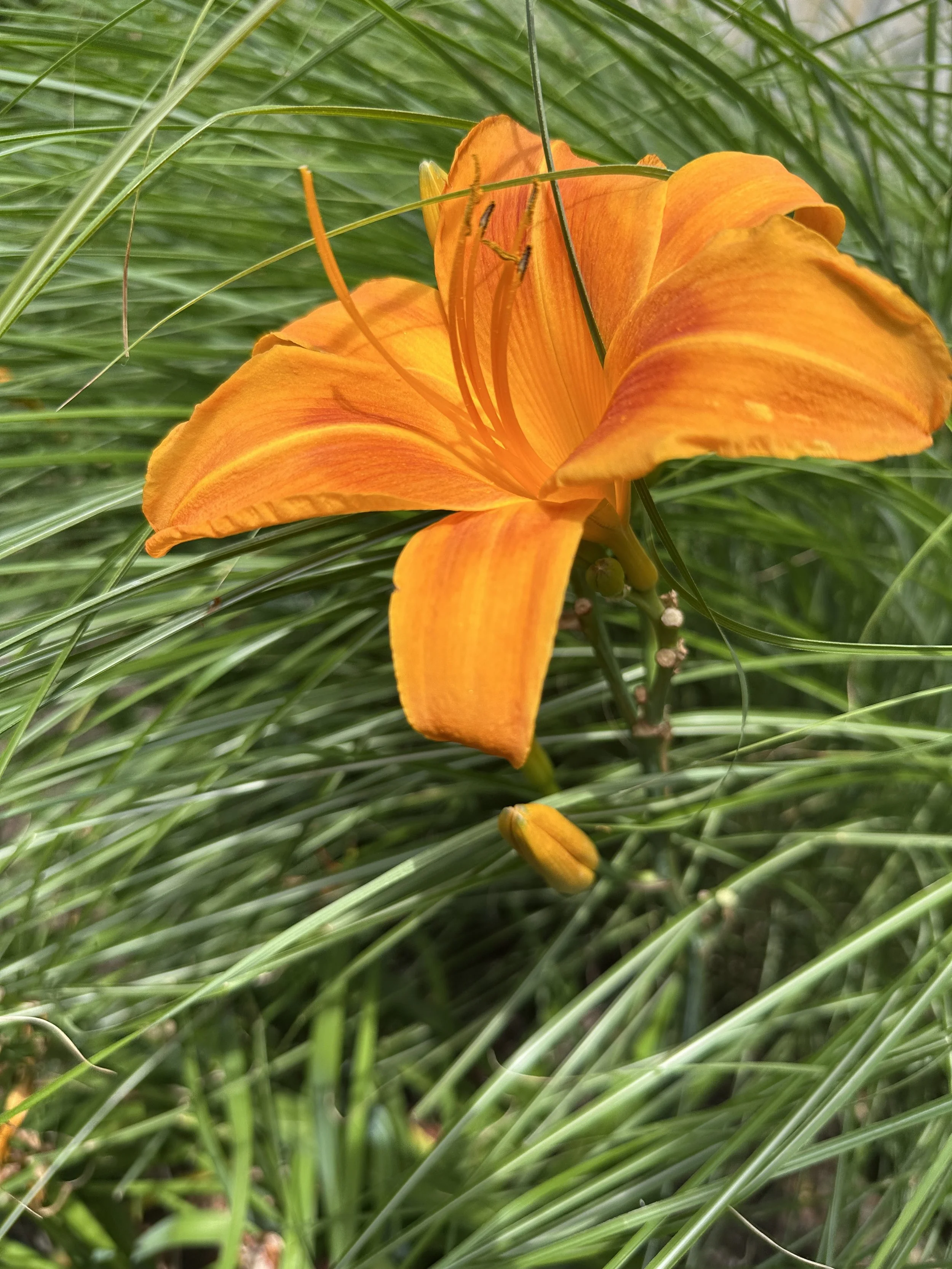 IMG_0089.jpeg