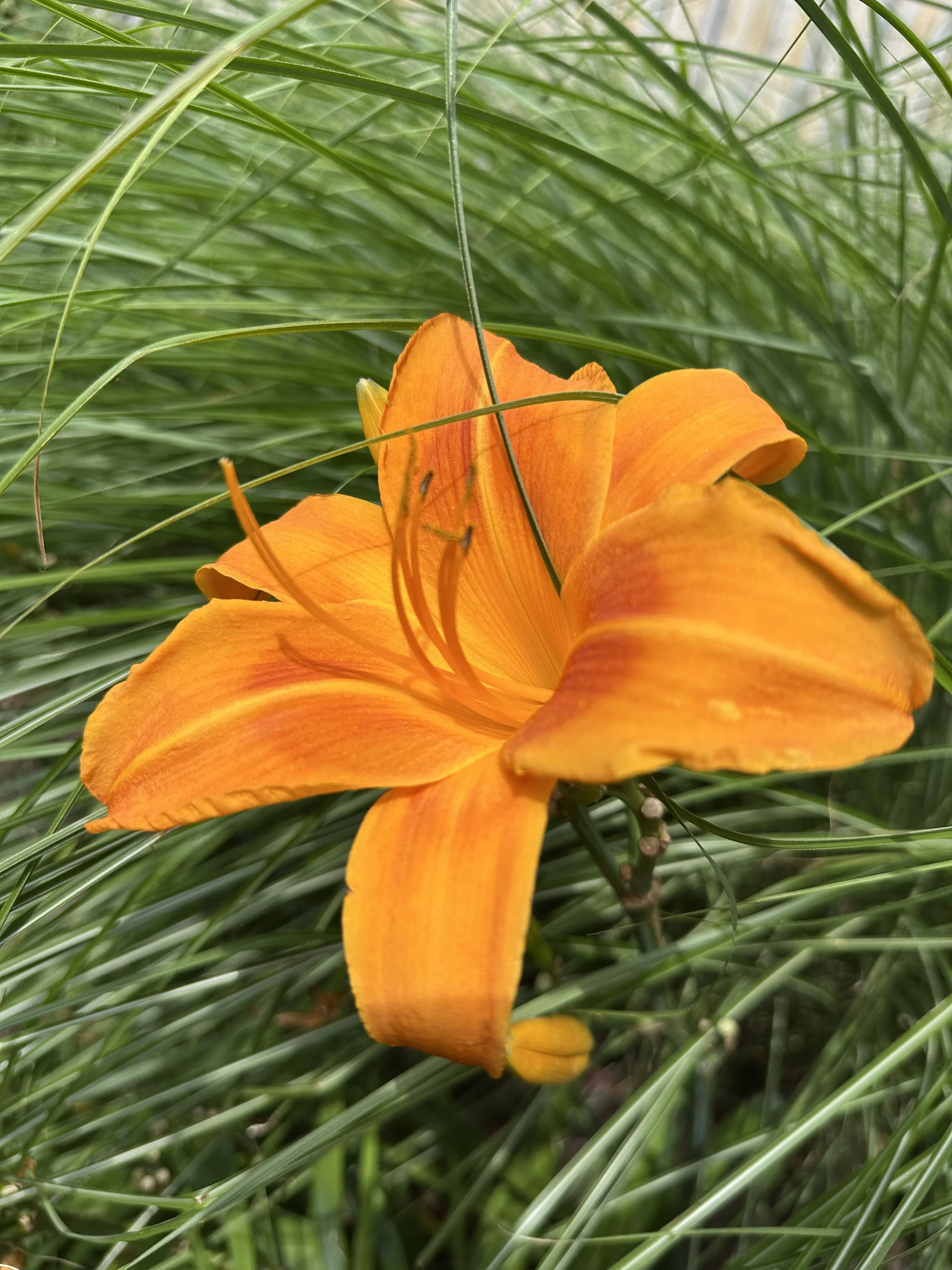 IMG_0090.jpeg