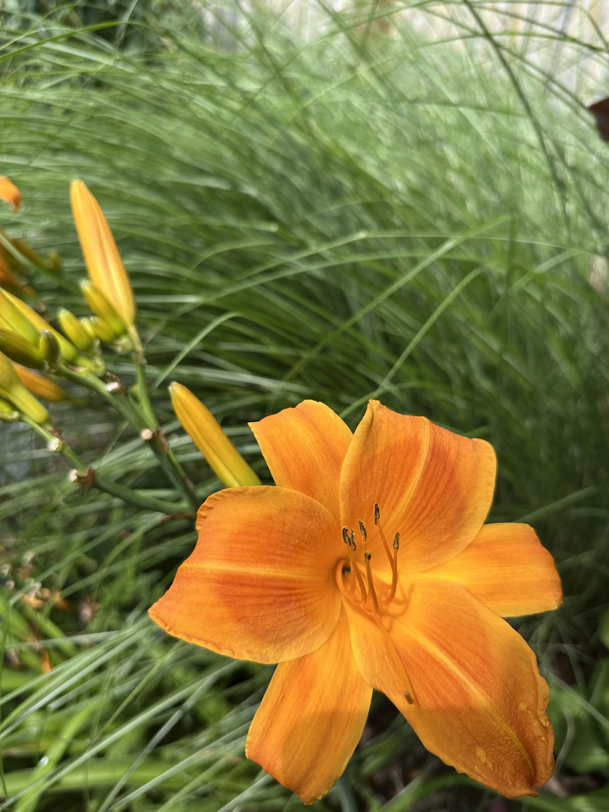 IMG_0091.jpeg