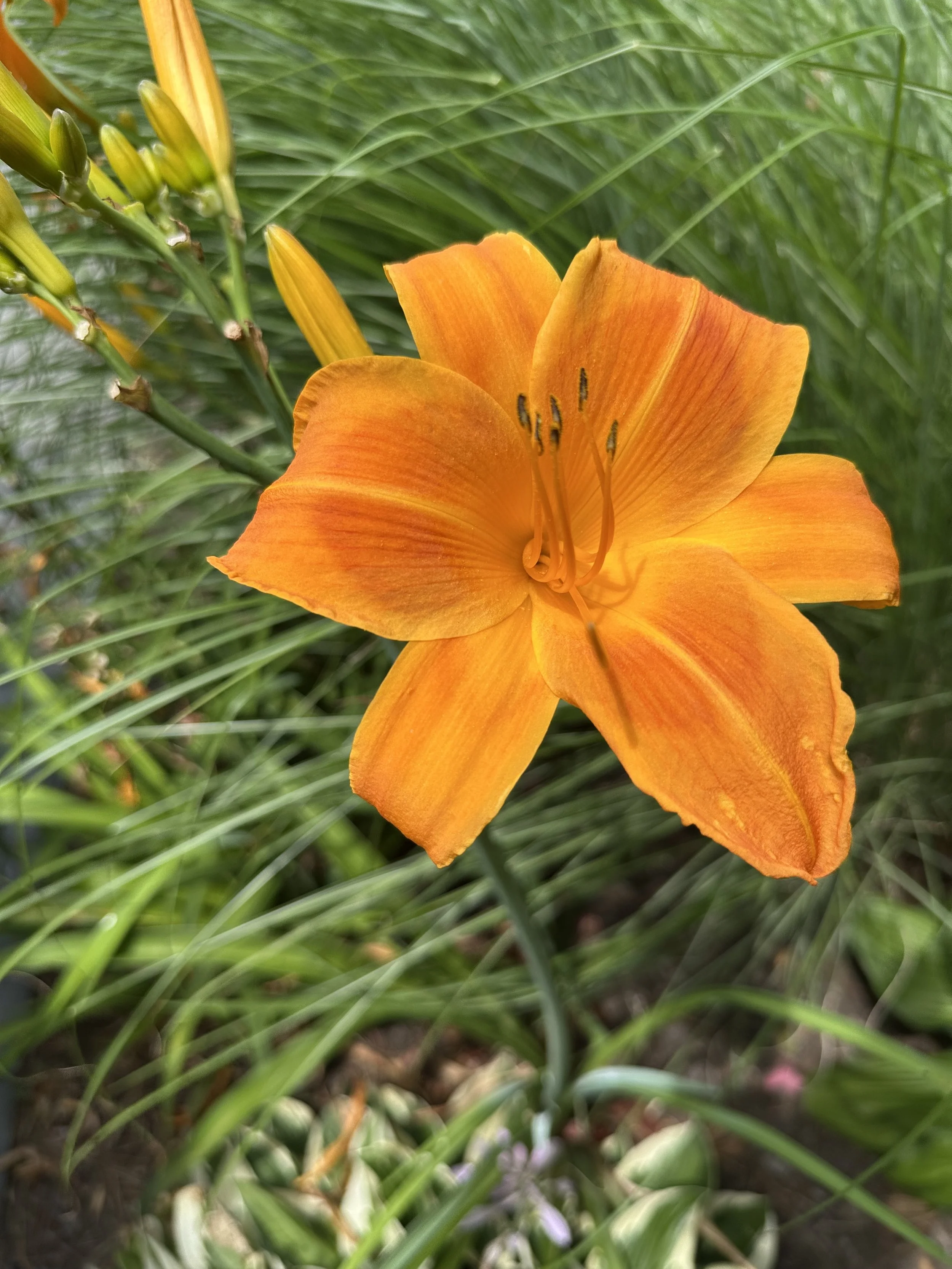 IMG_0092.jpeg