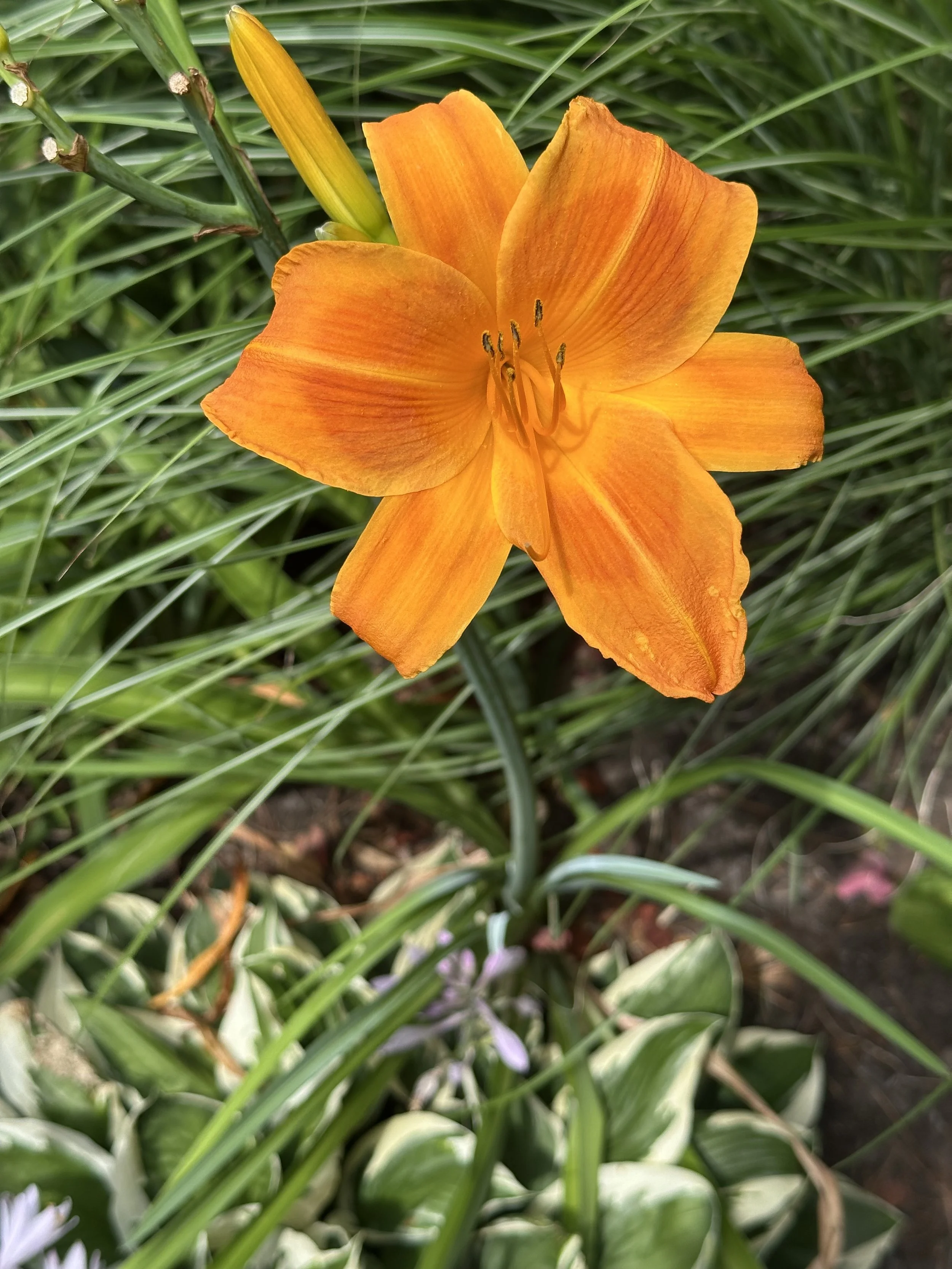 IMG_0093.jpeg
