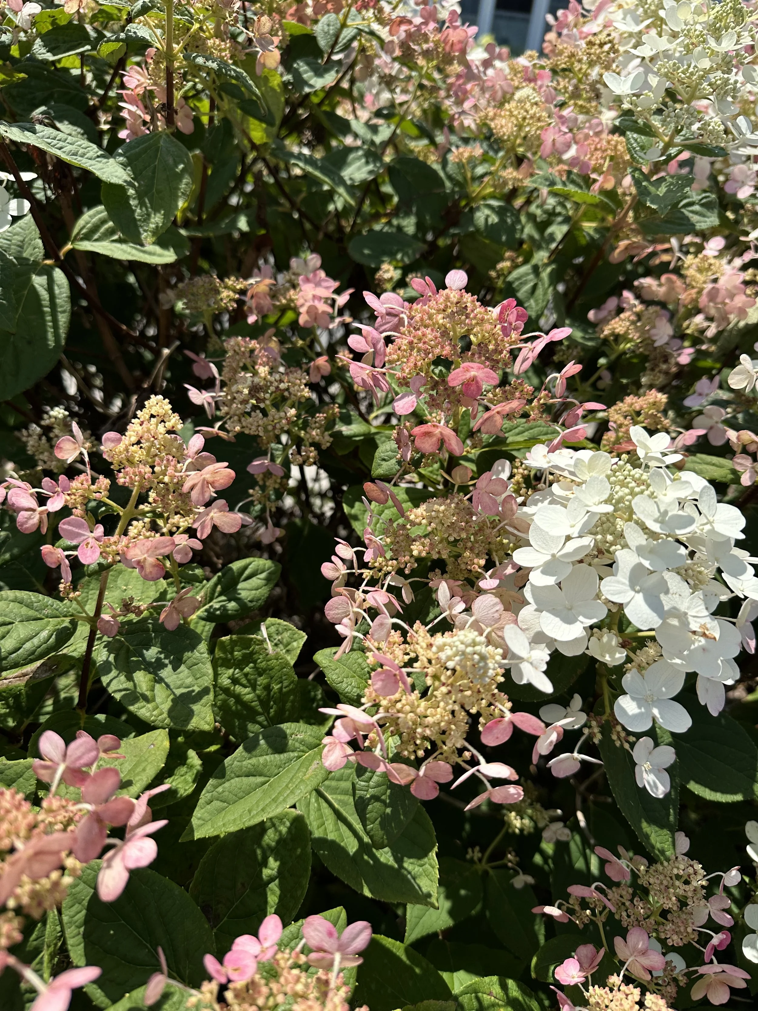 IMG_0158.jpeg
