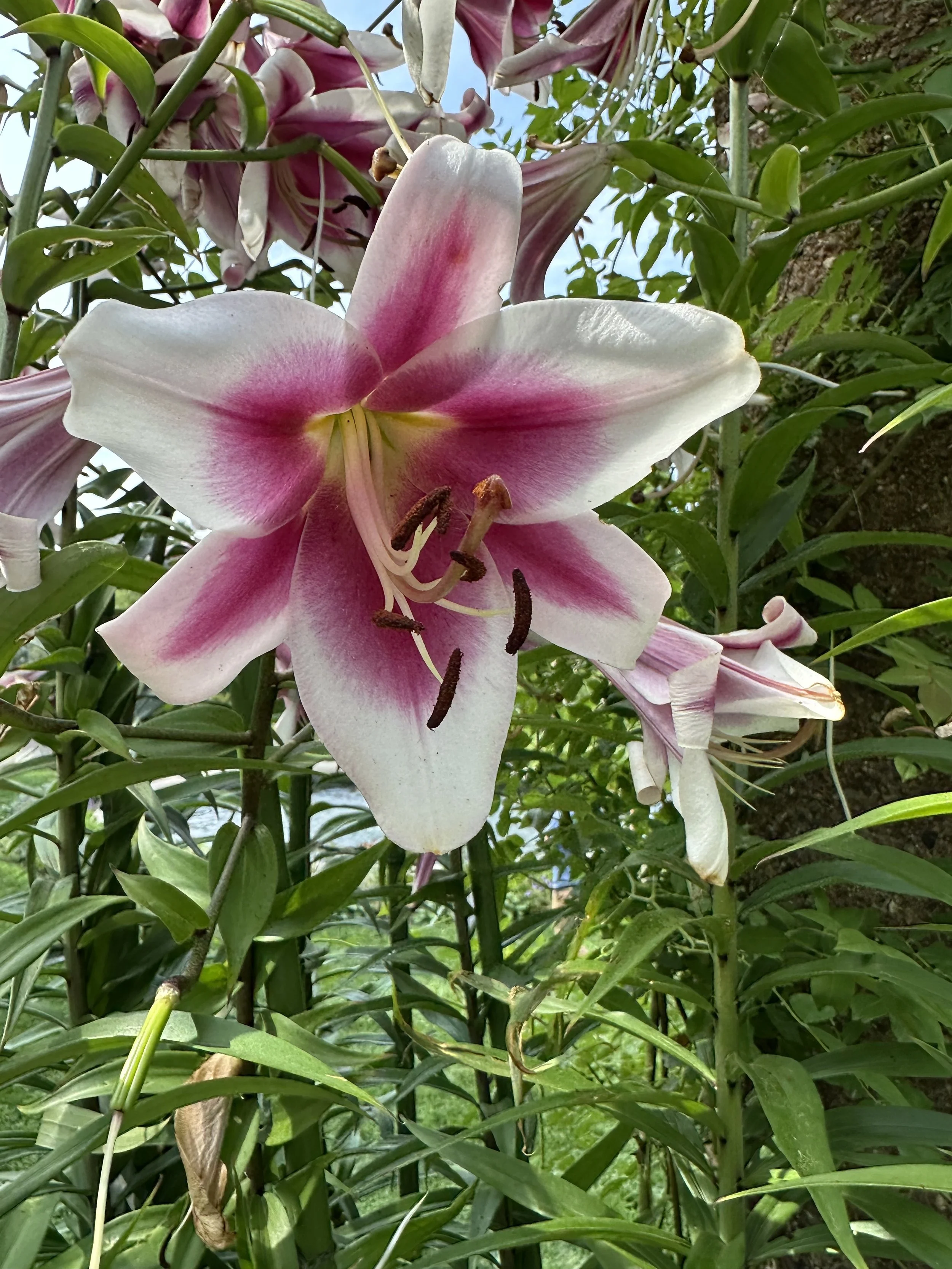 IMG_0167.jpeg