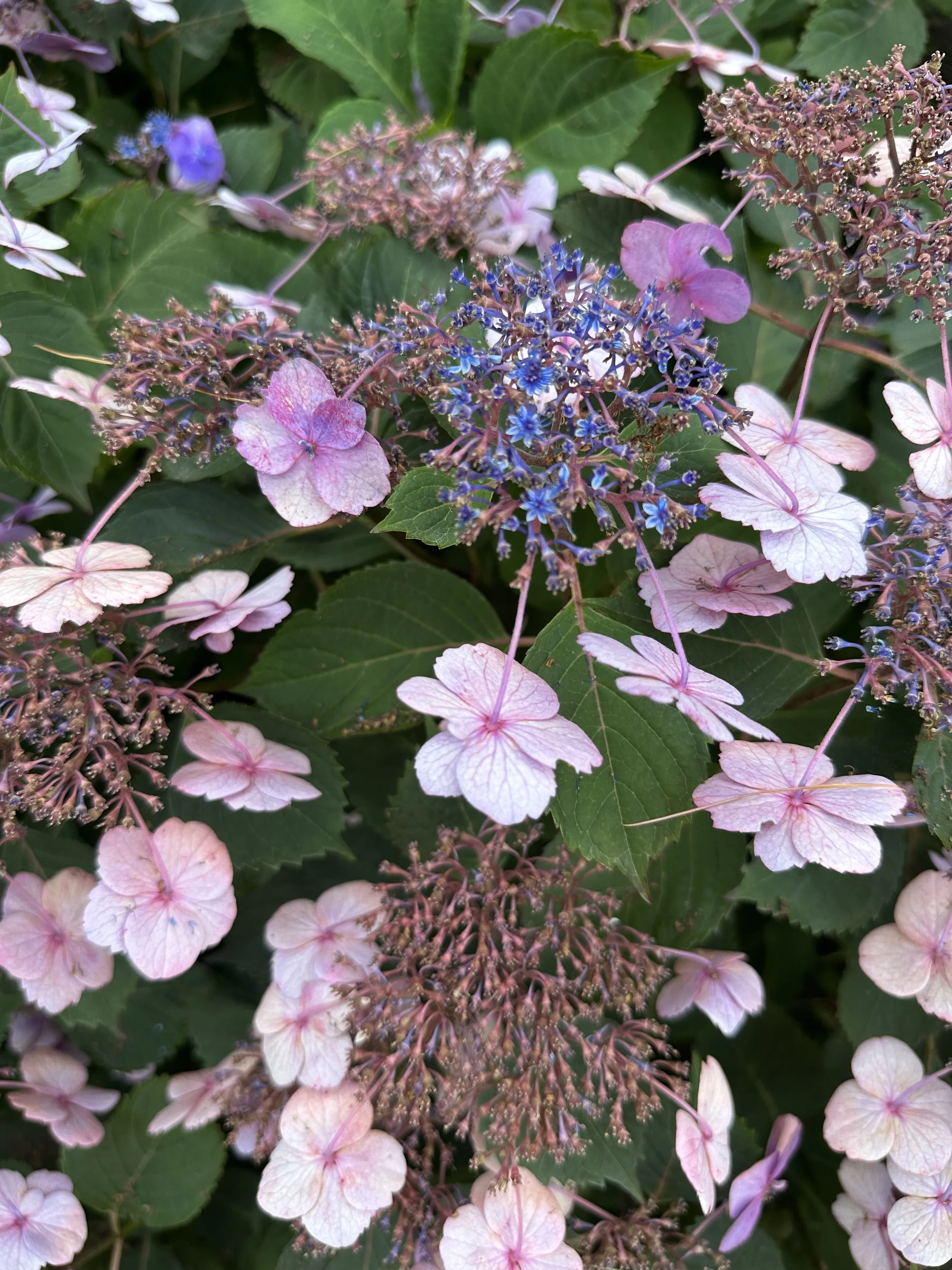 IMG_0171.jpeg