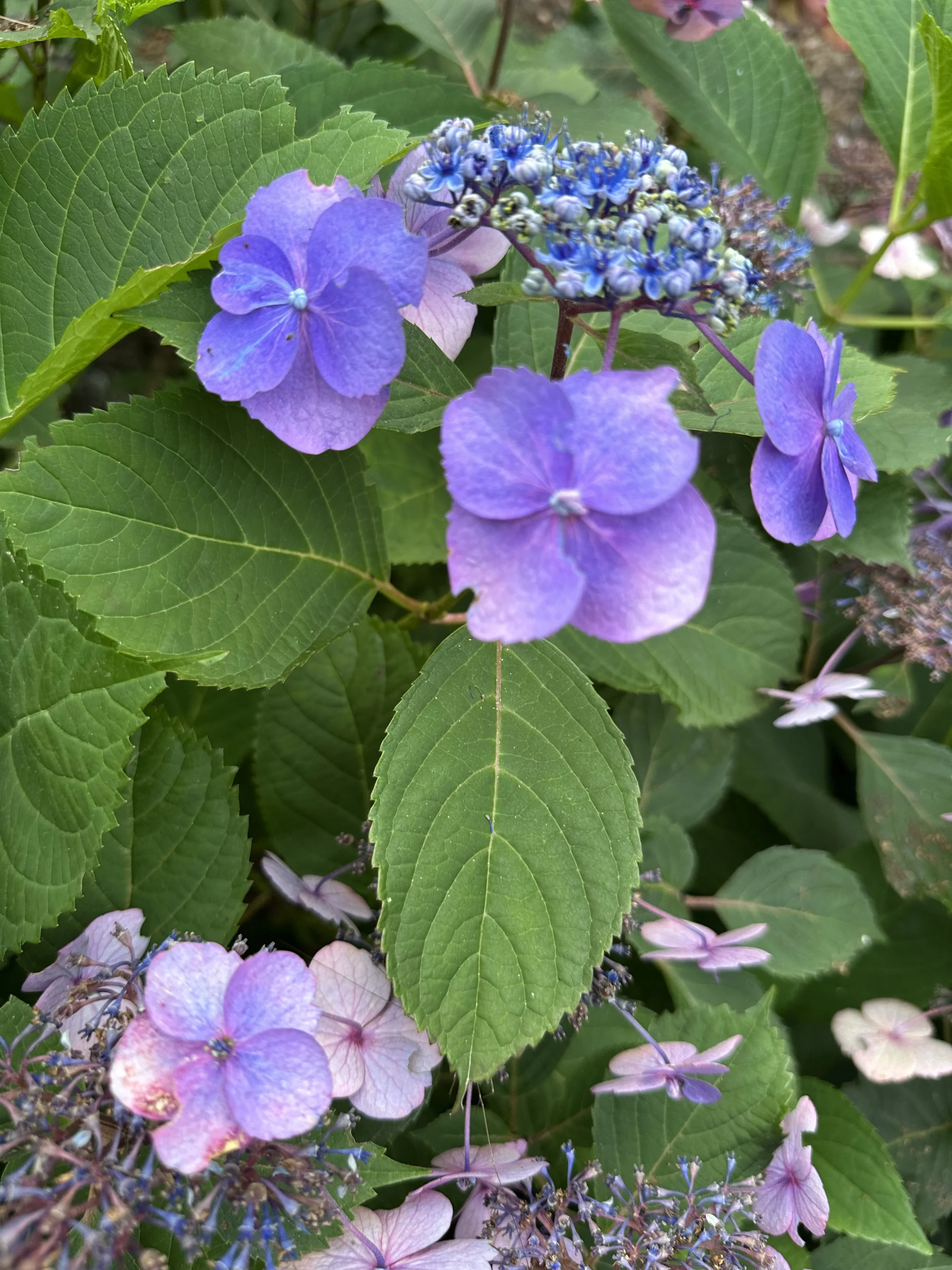 IMG_0173.jpeg