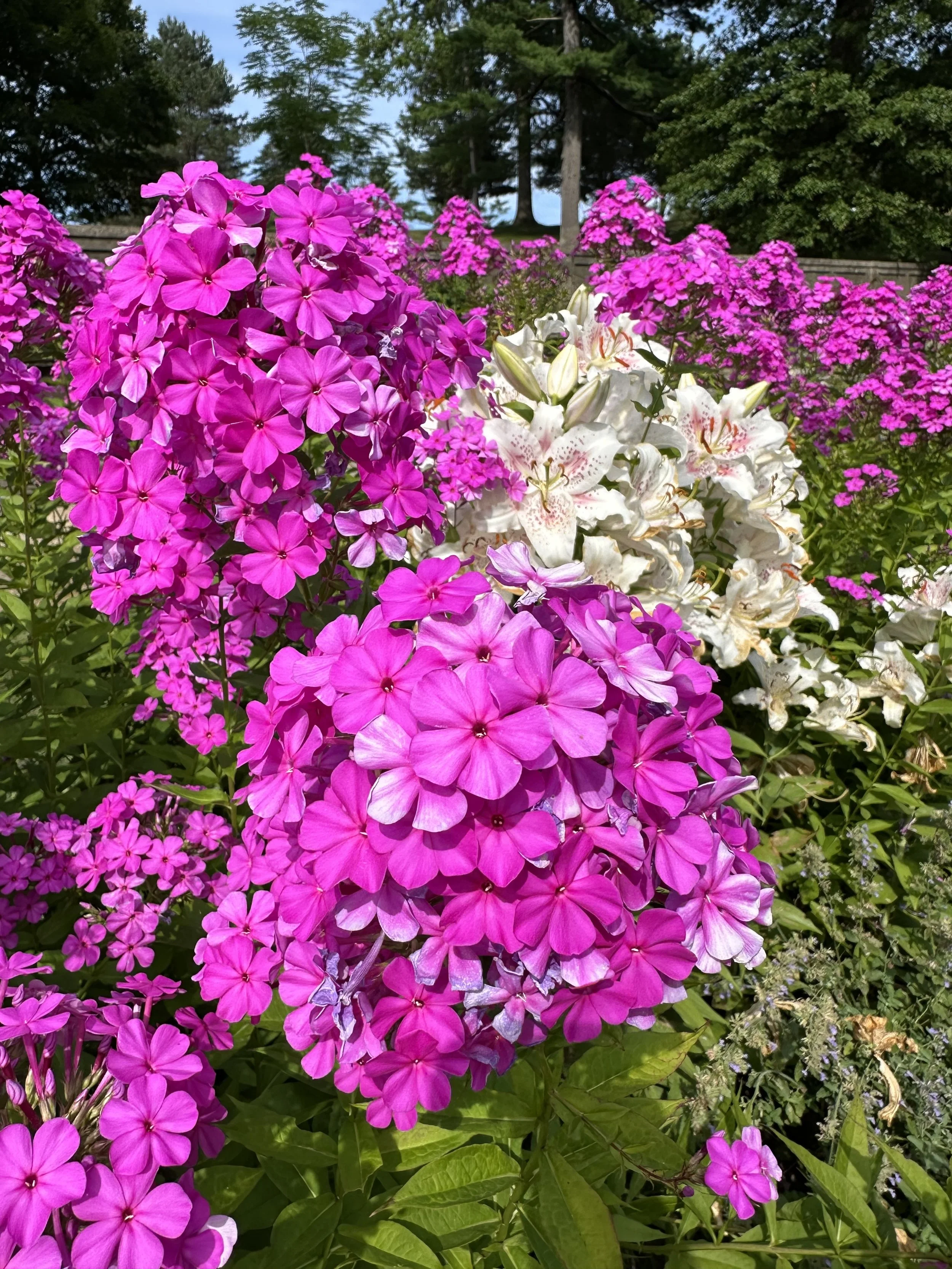 IMG_0175.jpeg