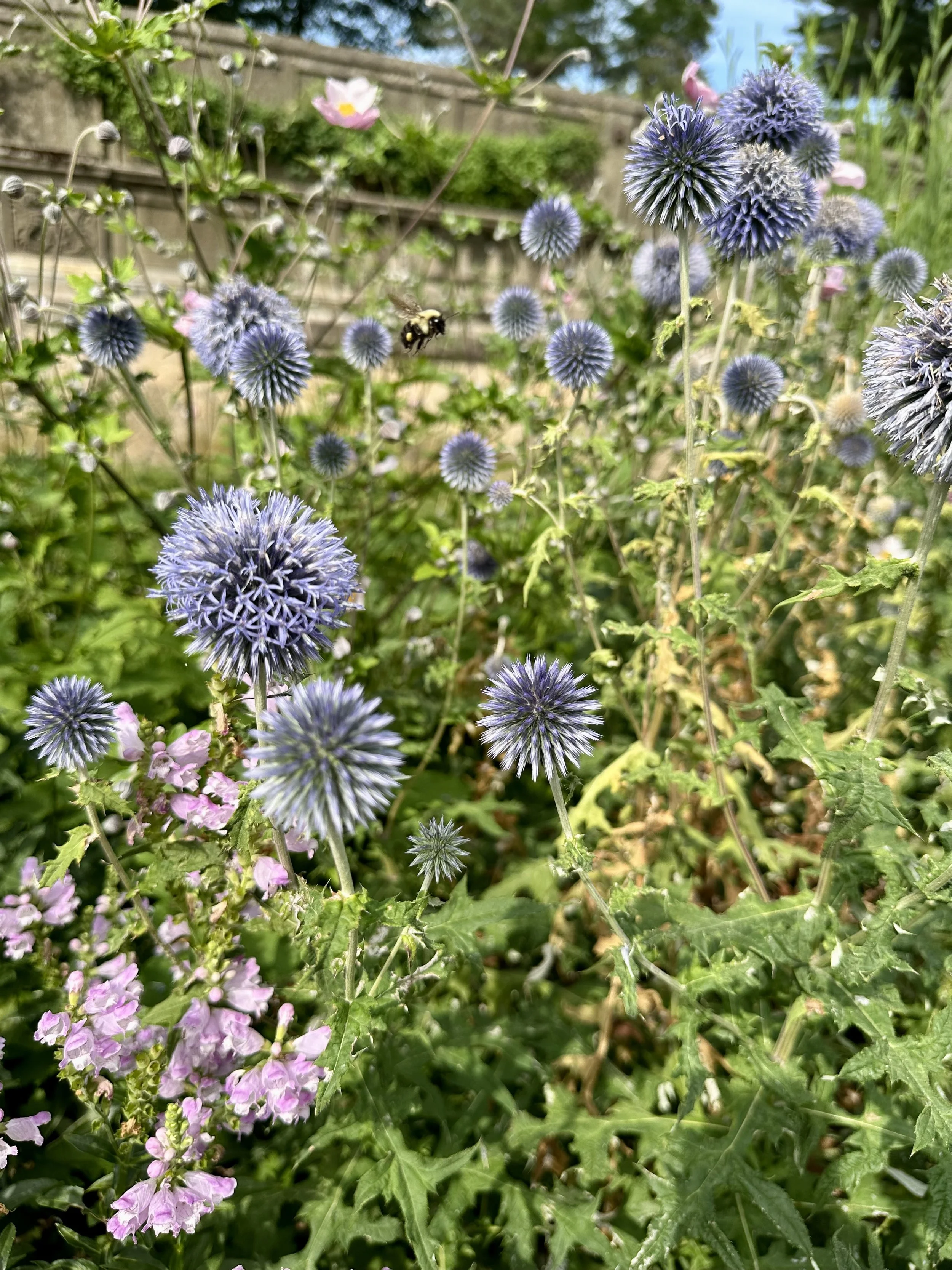 IMG_0178.jpeg