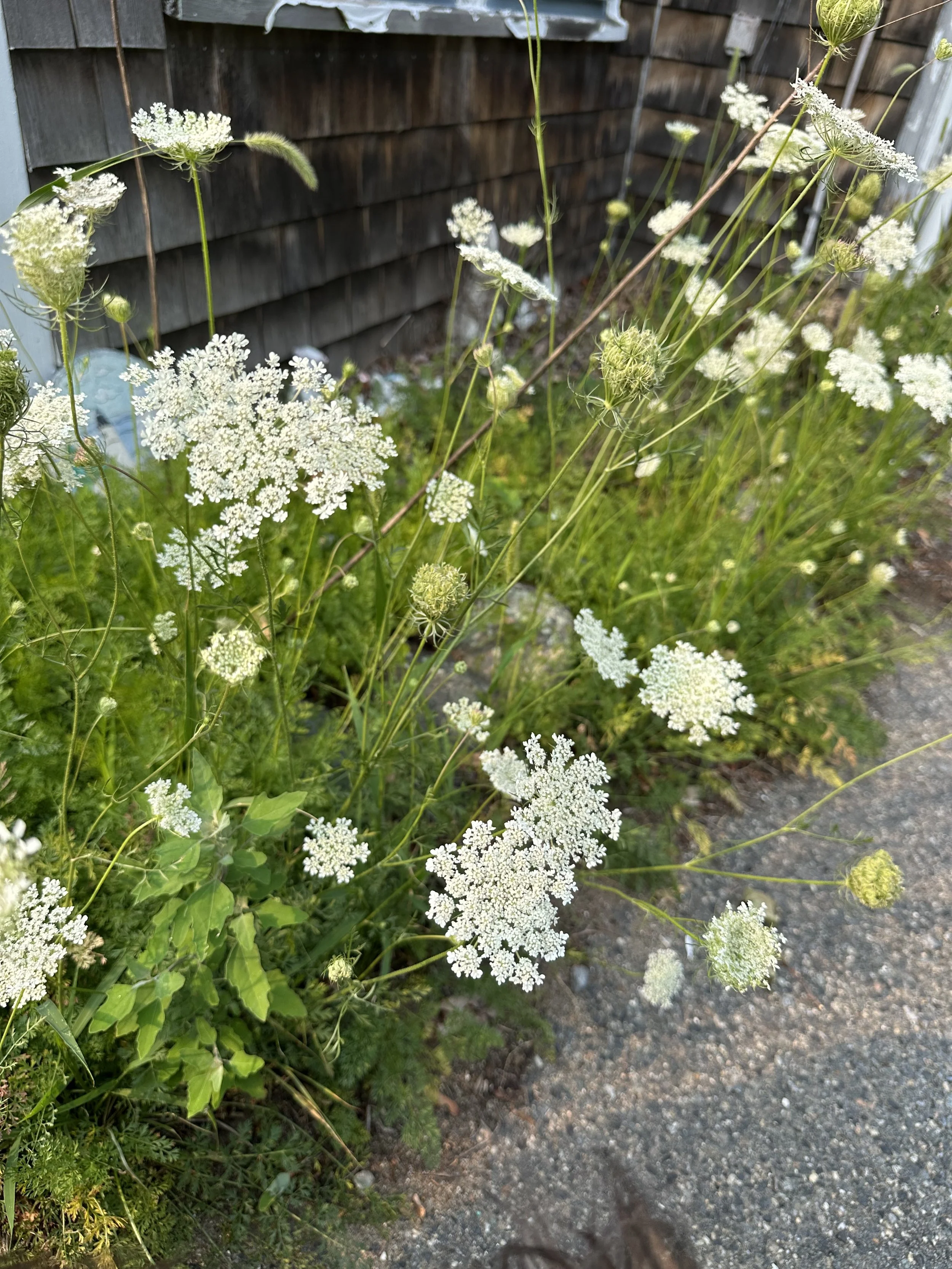 IMG_0638.jpeg