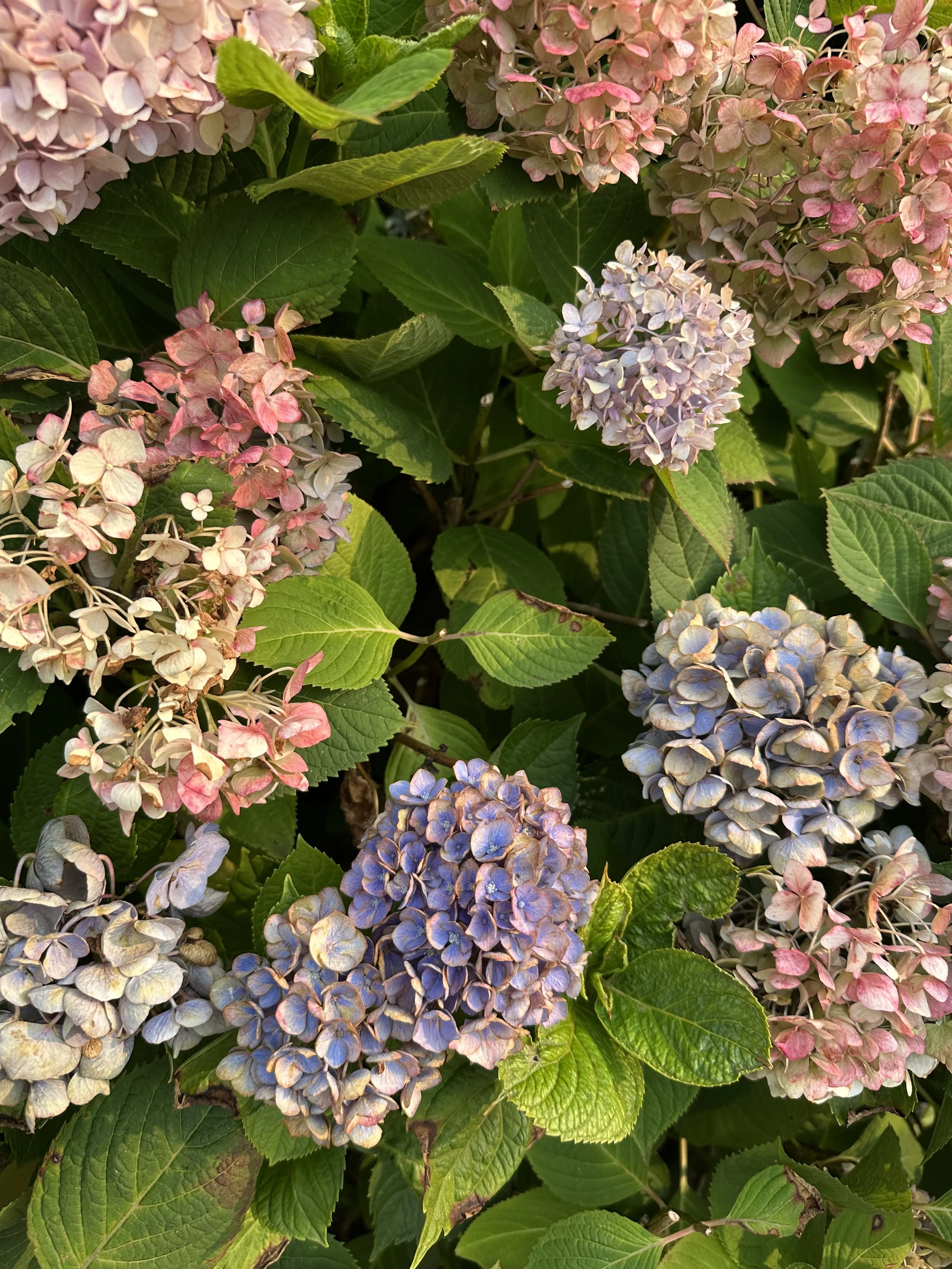 IMG_0644.jpeg