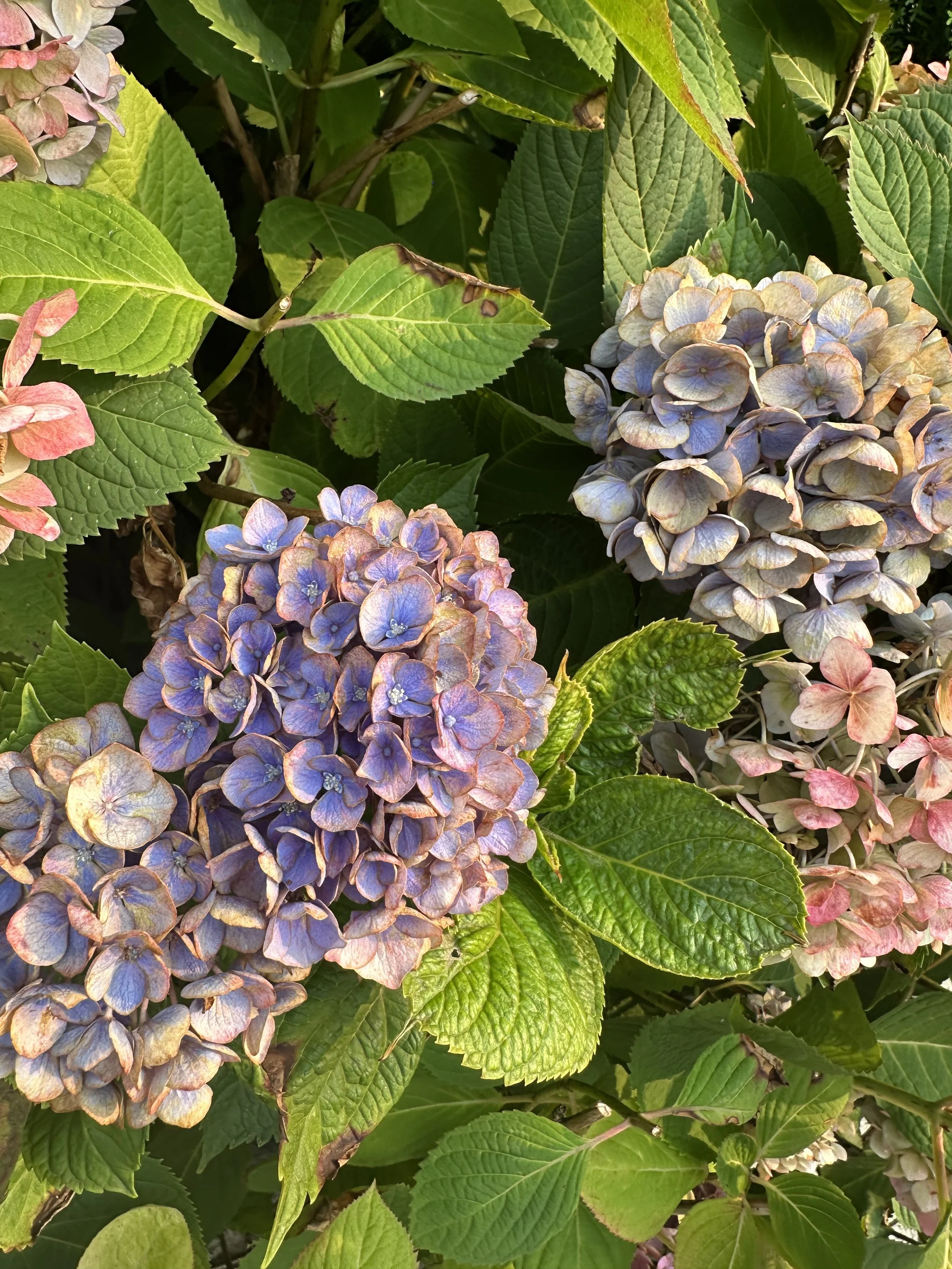 IMG_0645.jpeg