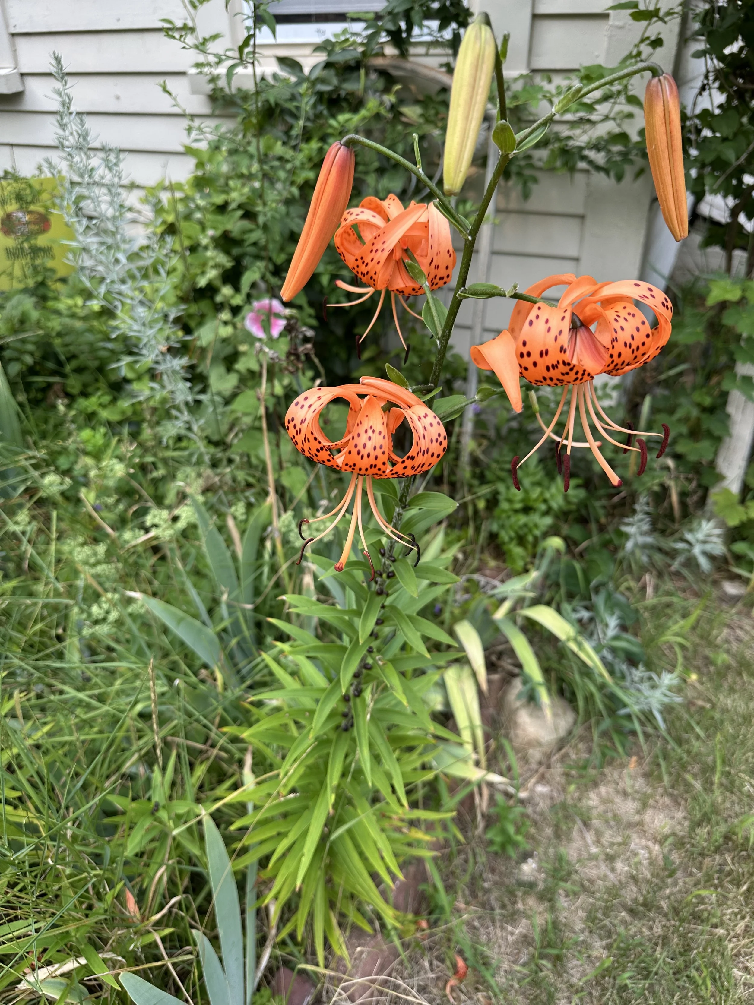IMG_0646.jpeg