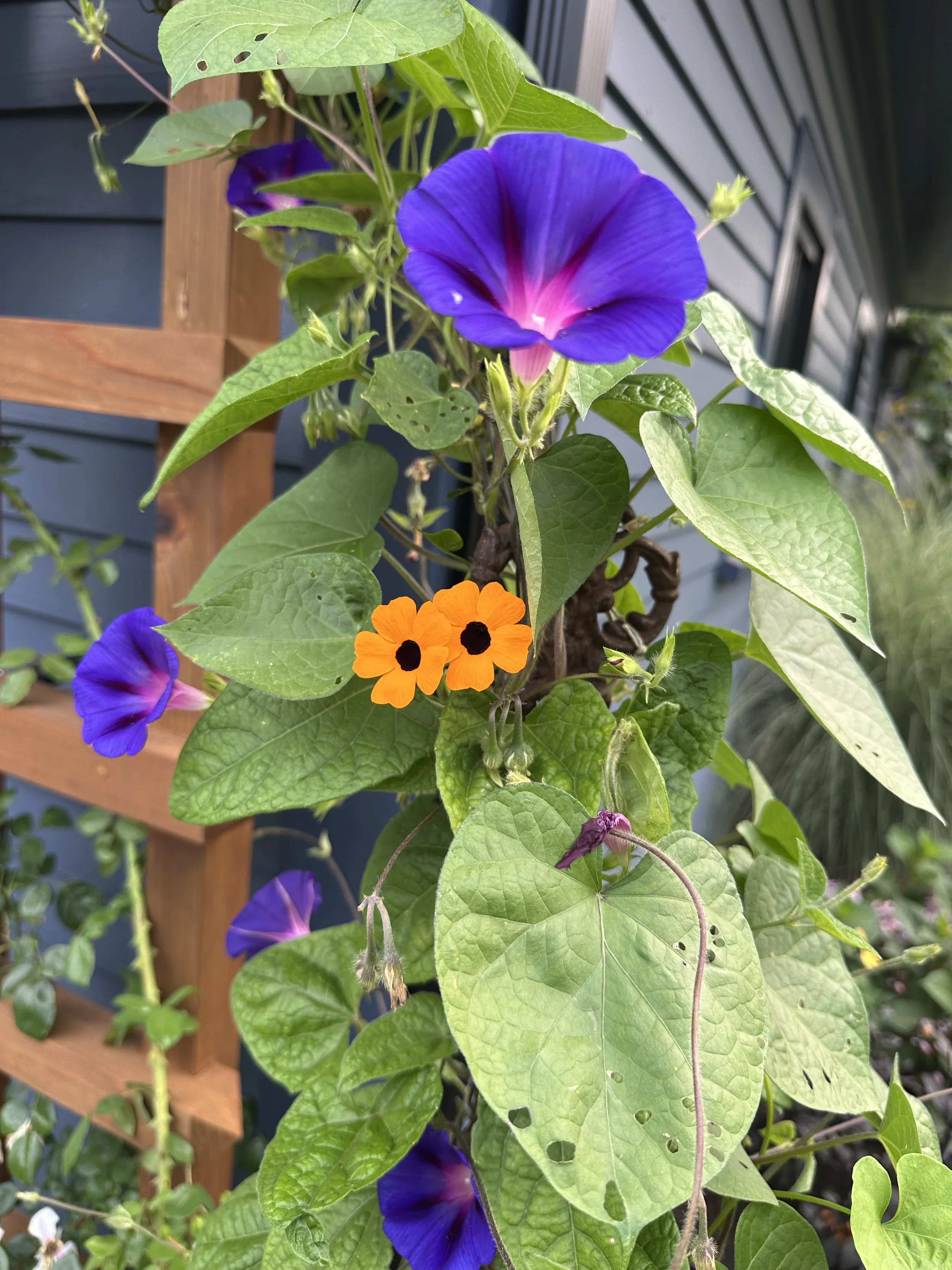 IMG_0682.jpeg