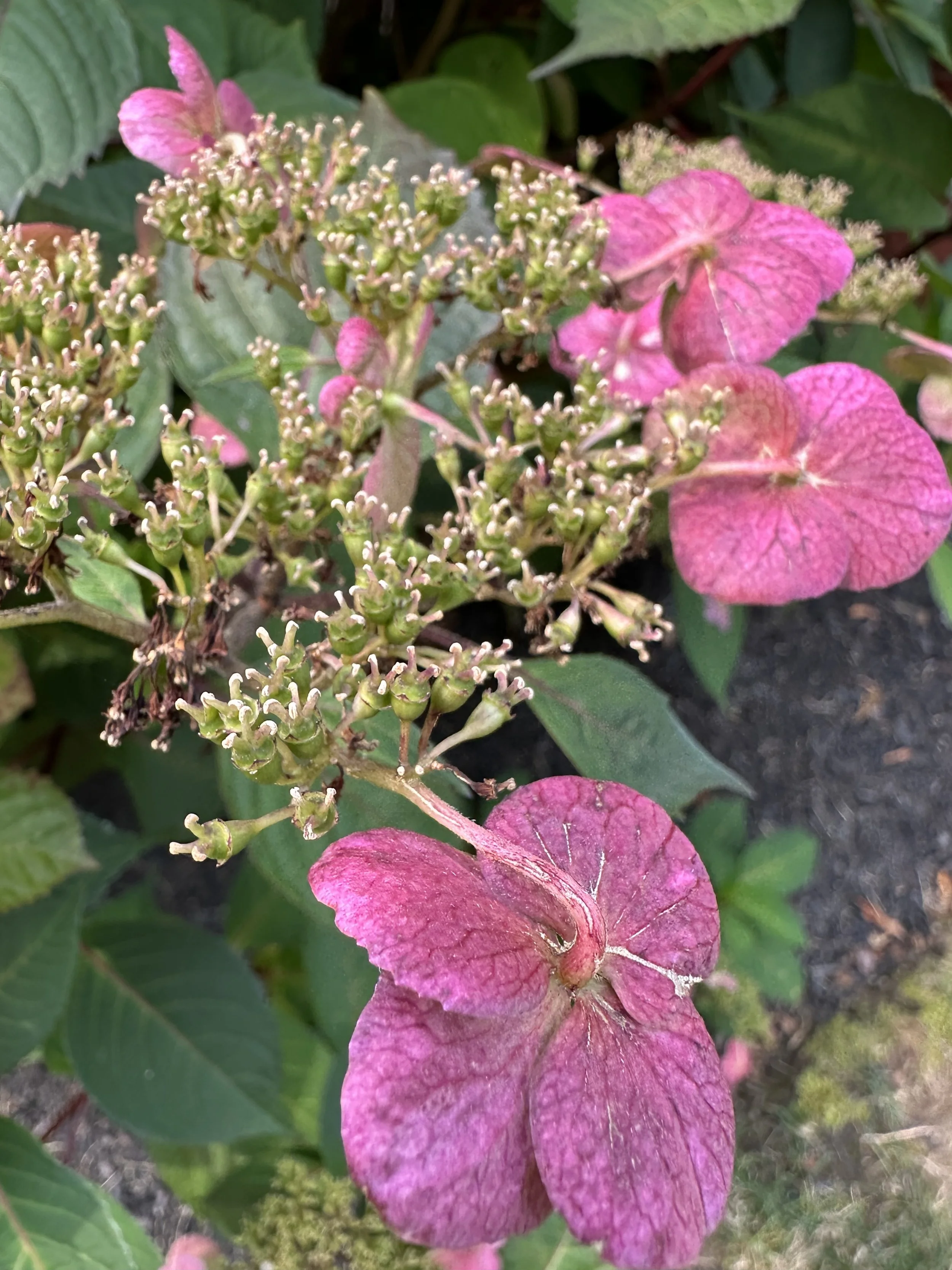 IMG_0724.jpeg