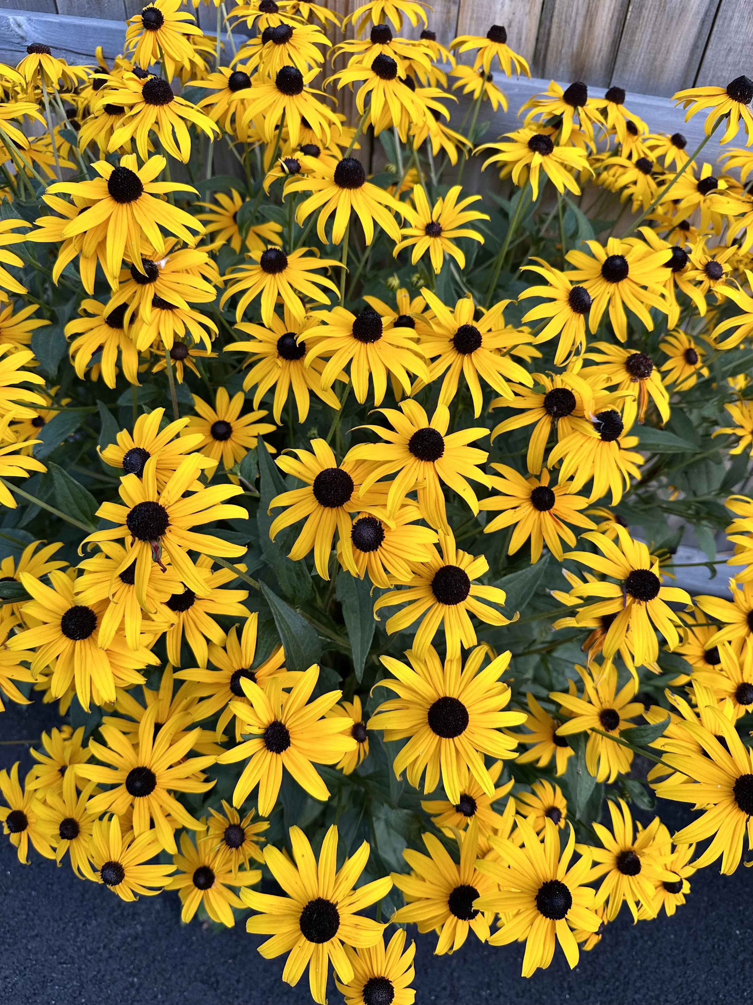 IMG_1047.jpeg
