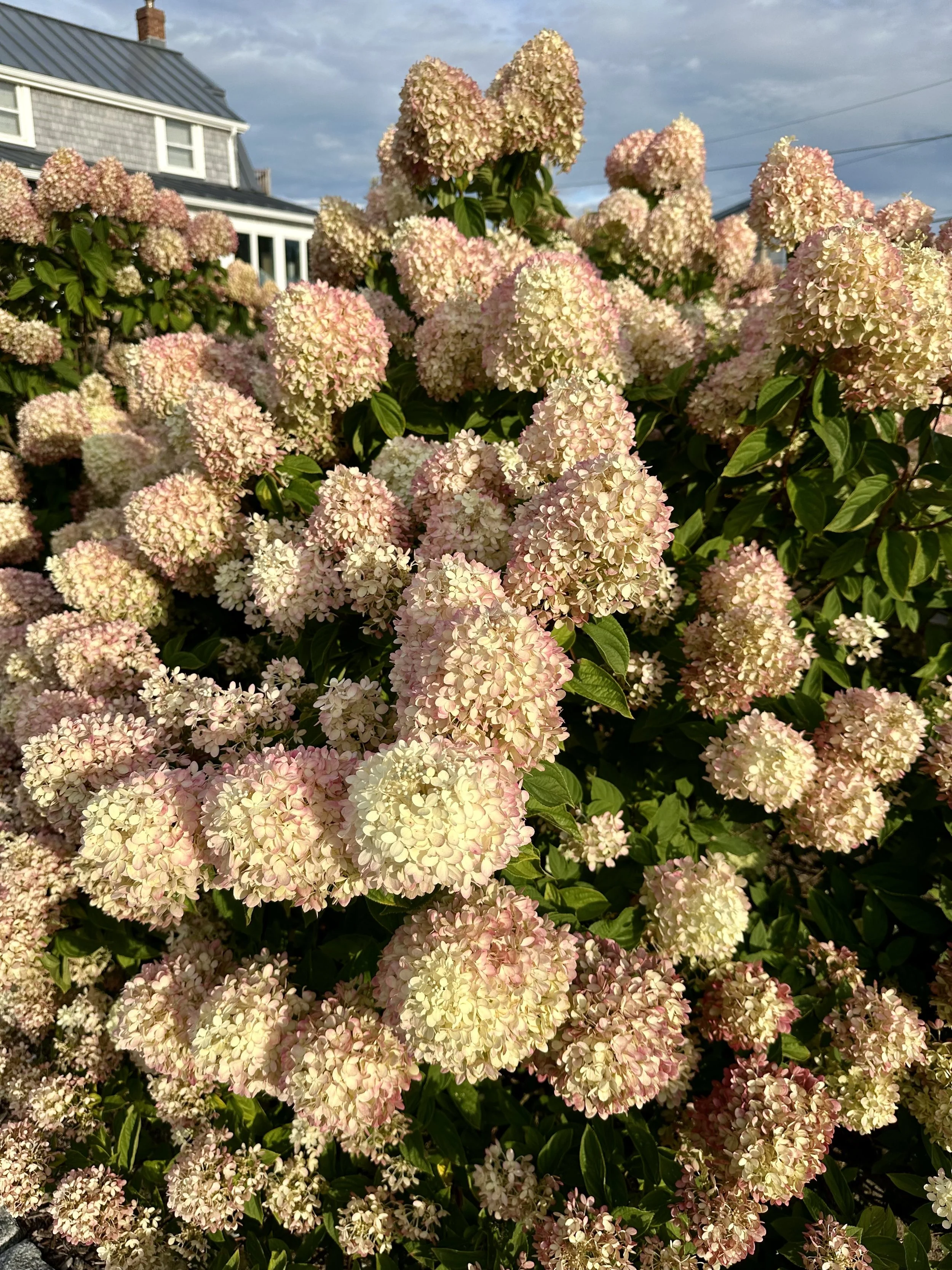 IMG_2178.jpeg