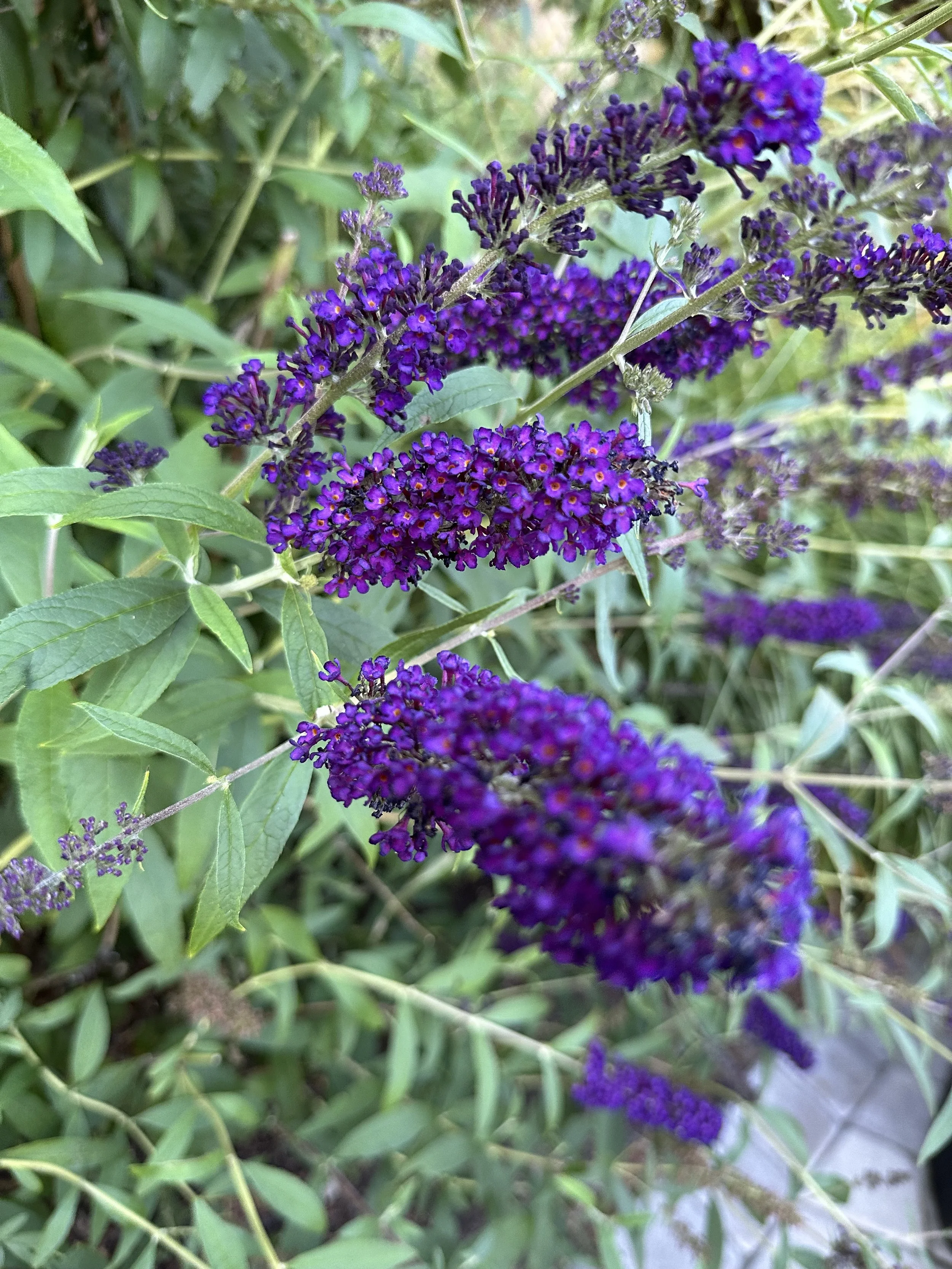 IMG_2391.jpeg