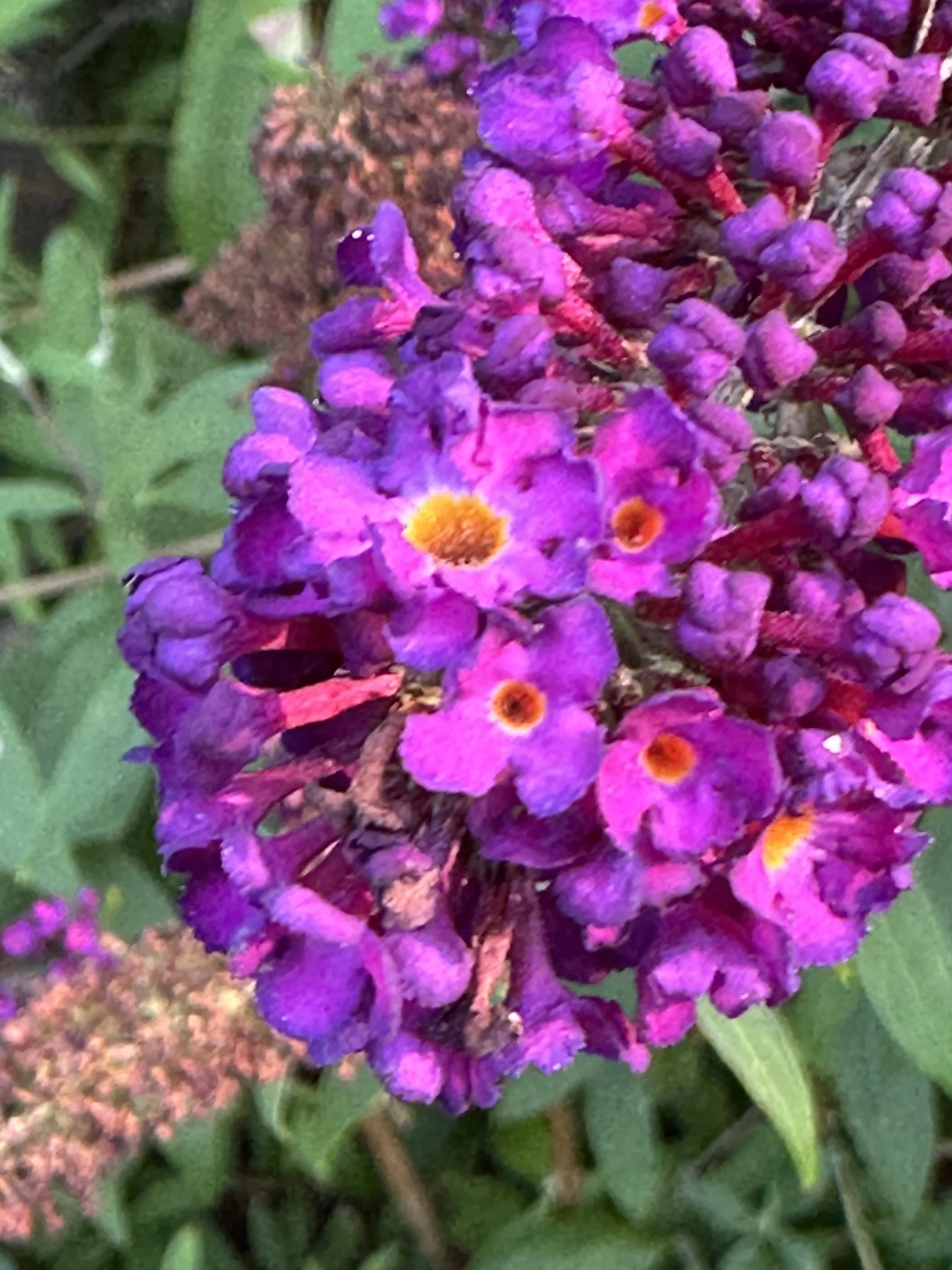 IMG_2843.jpeg