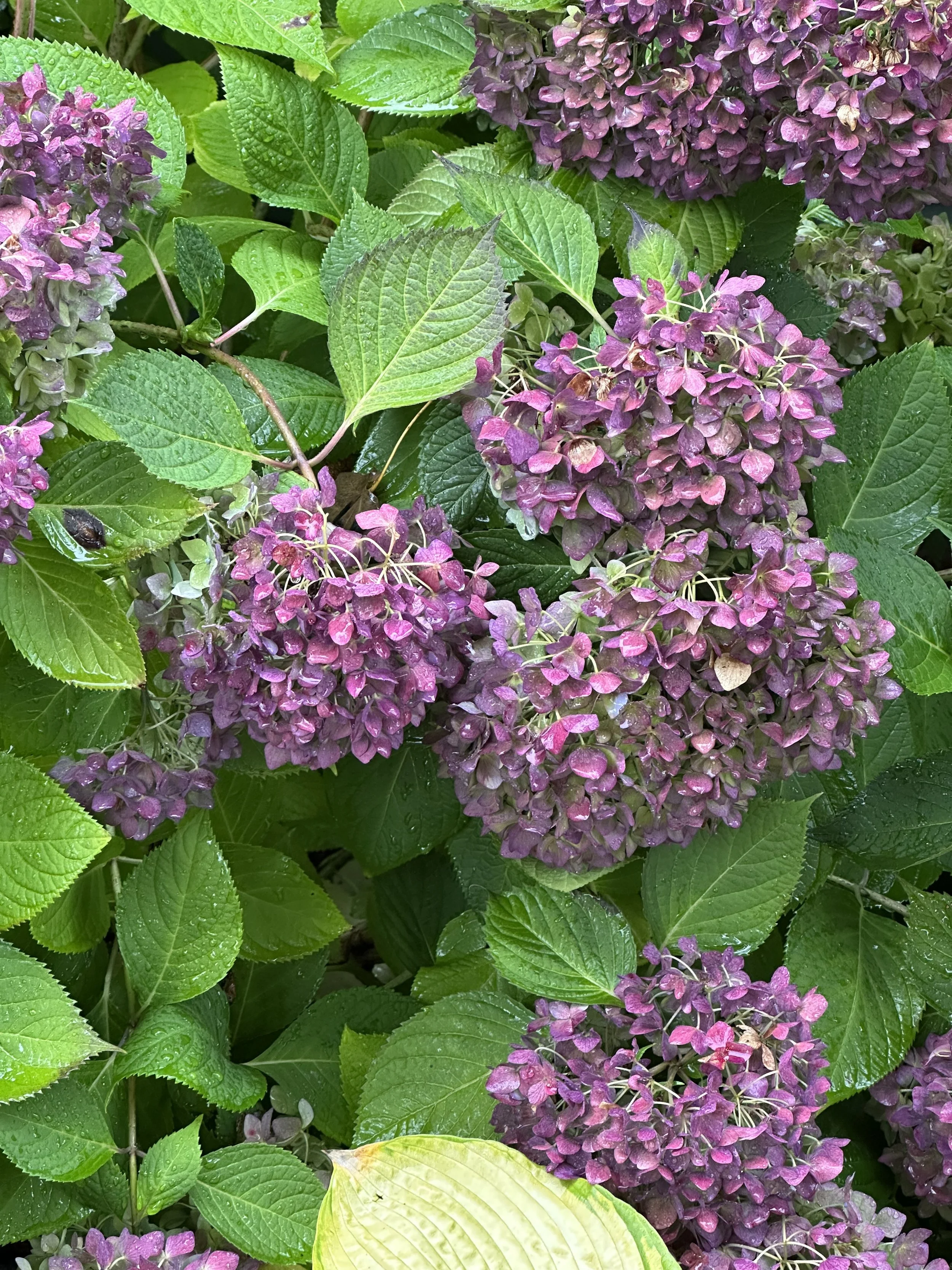 IMG_5599.jpeg